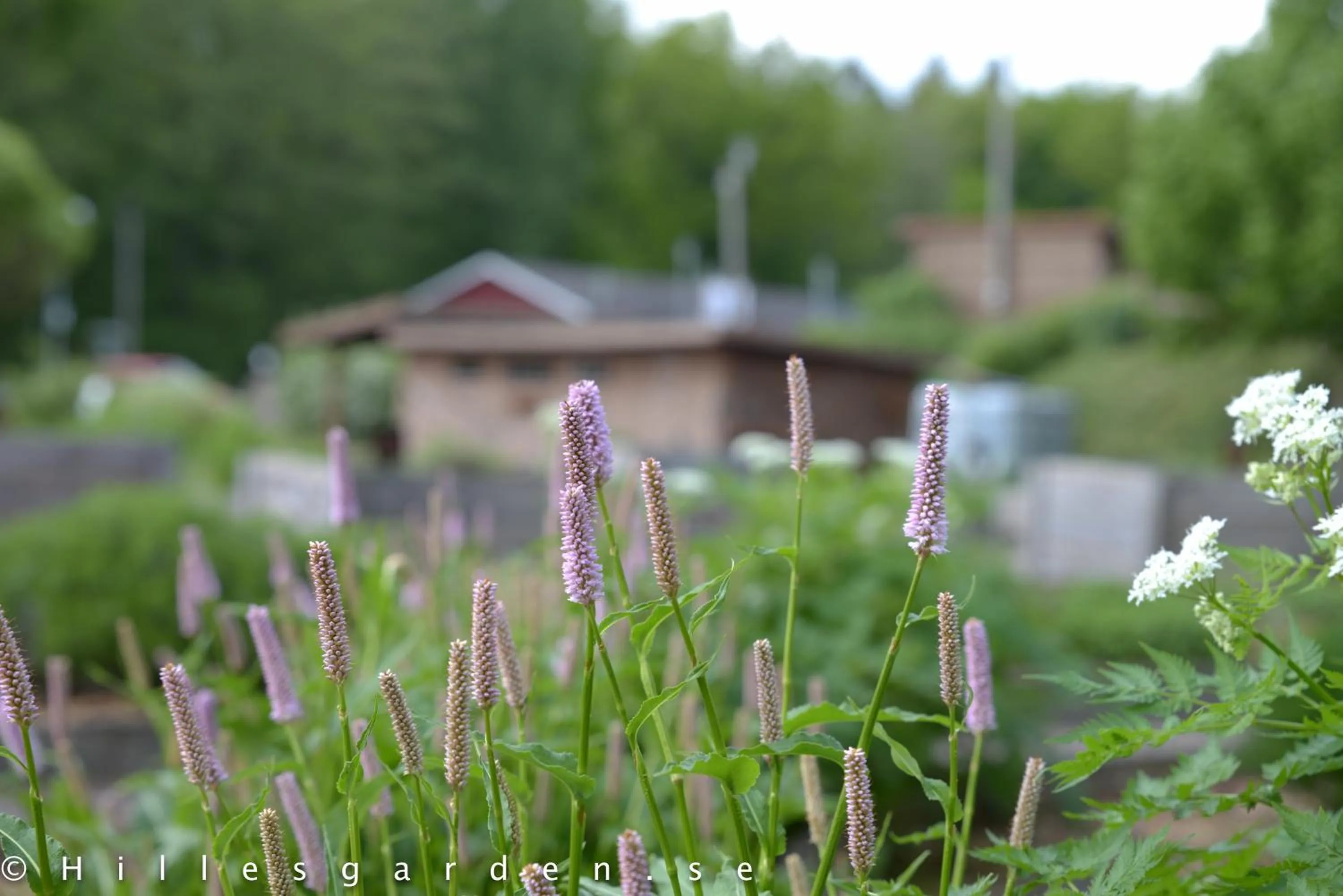 Natural landscape in Hillesgården