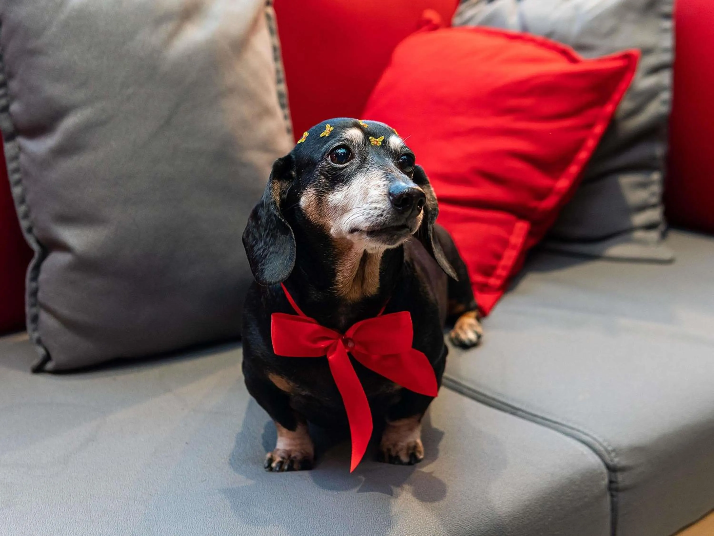 Other in ibis Chapeco