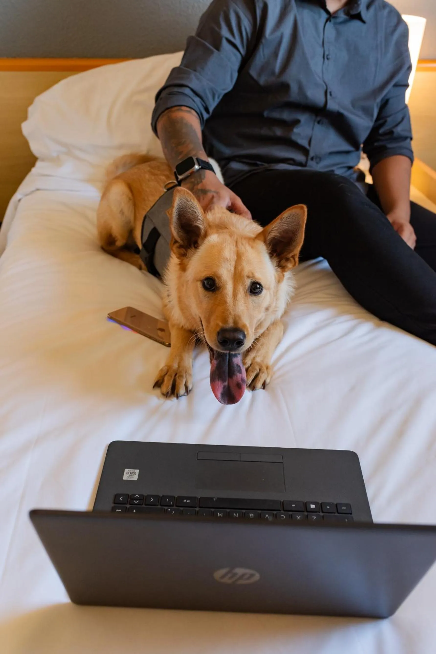 Pets in ibis Criciuma