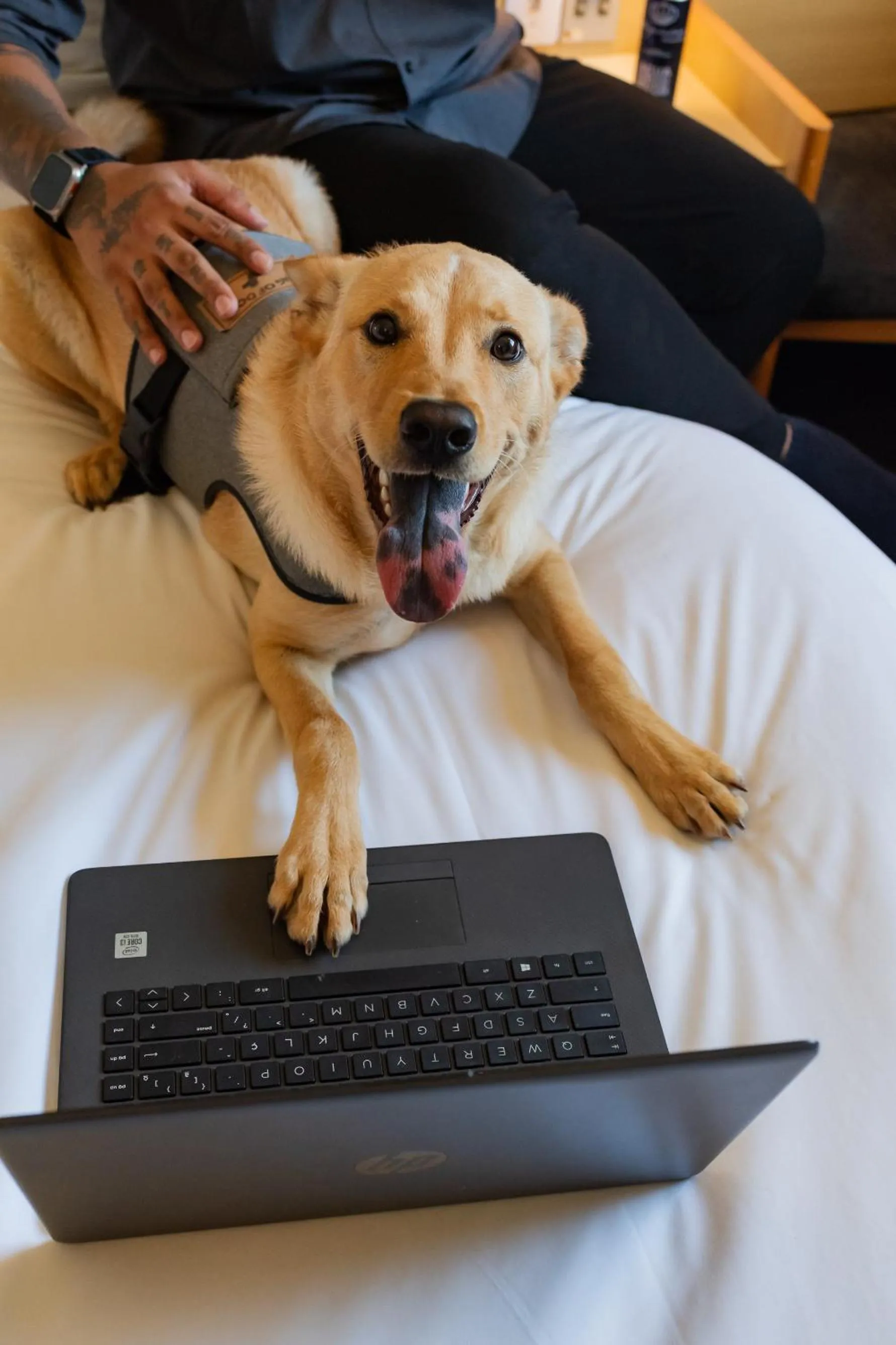 Pets in ibis Criciuma