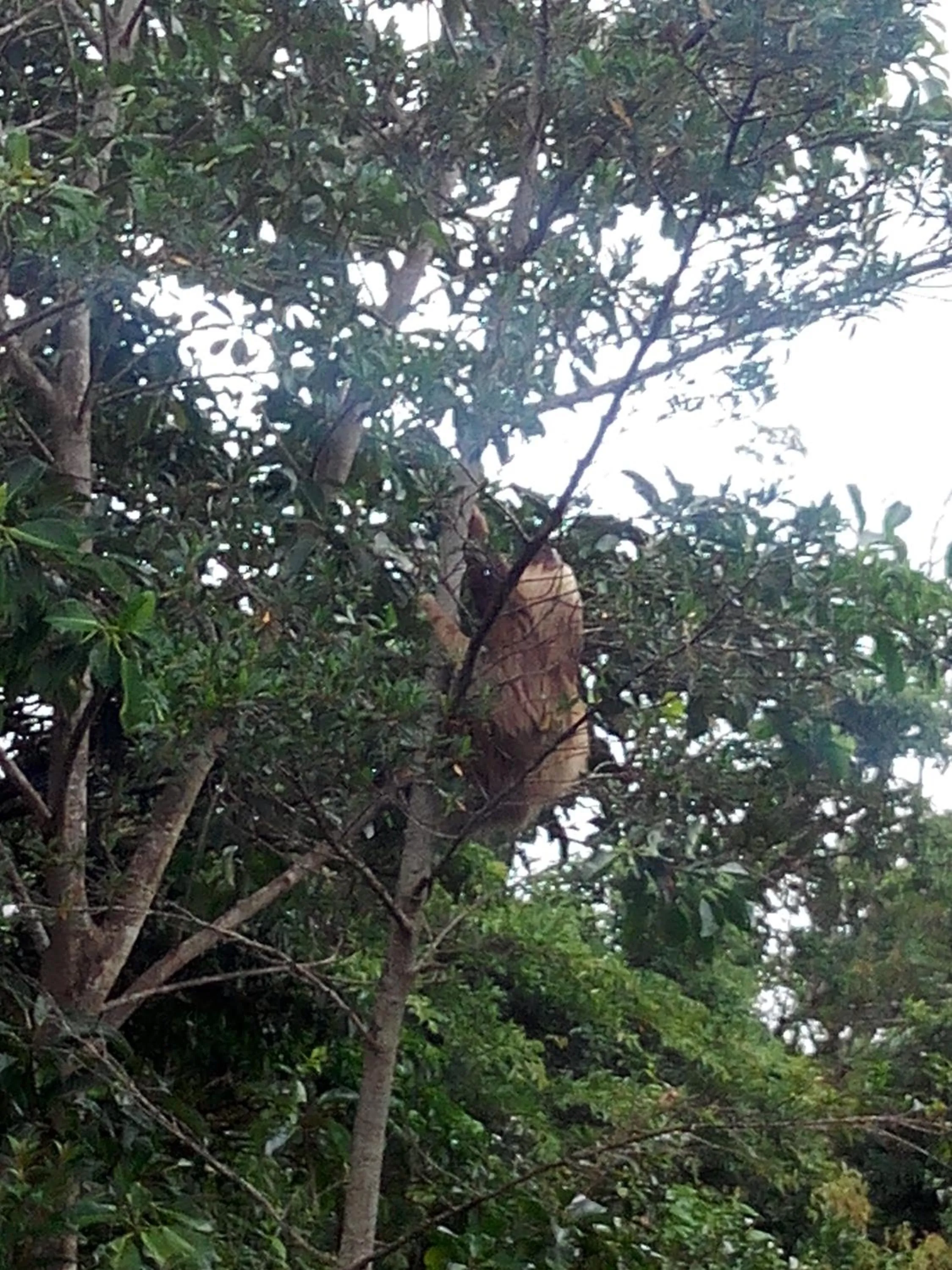 Animals in Hotel Claro de Luna
