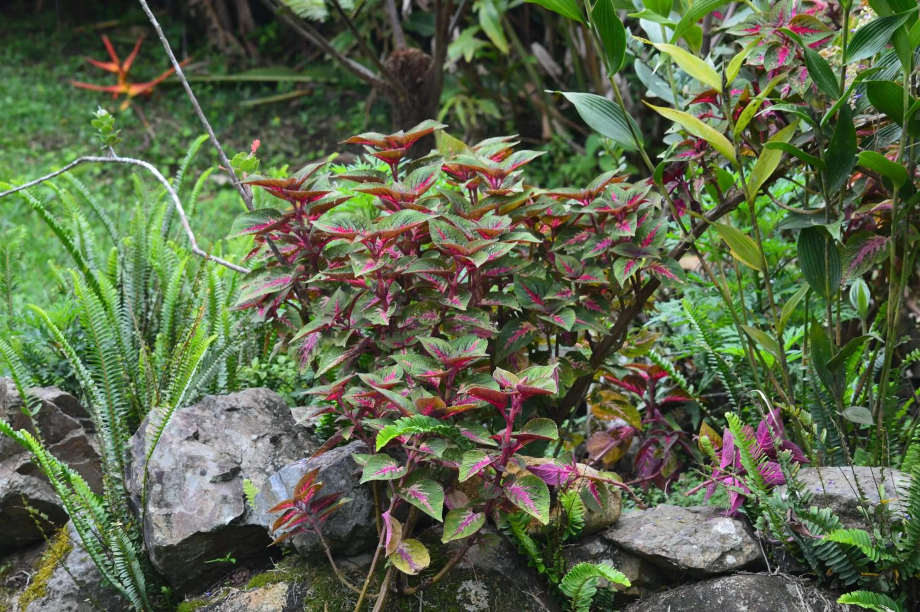 Garden in Hotel Claro de Luna