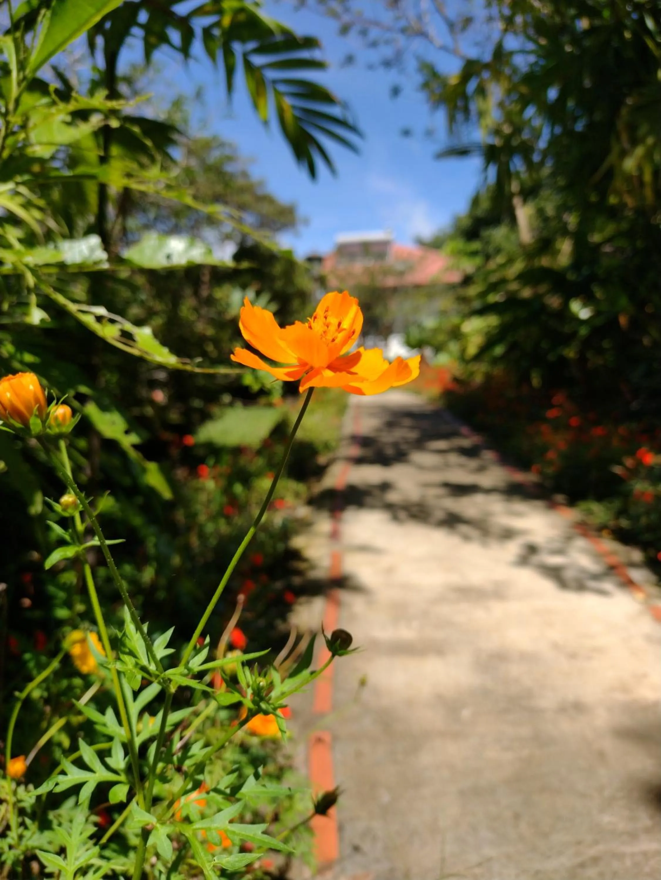 Garden in Hotel Claro de Luna