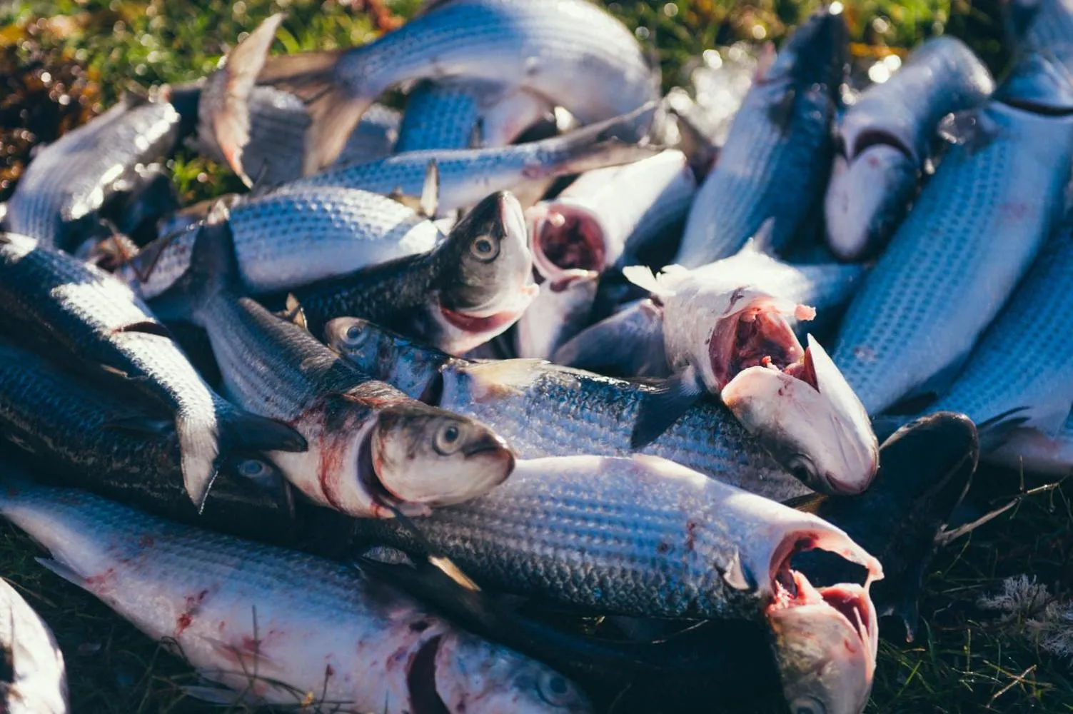 Fishing in Horrocks Beach Caravan Park