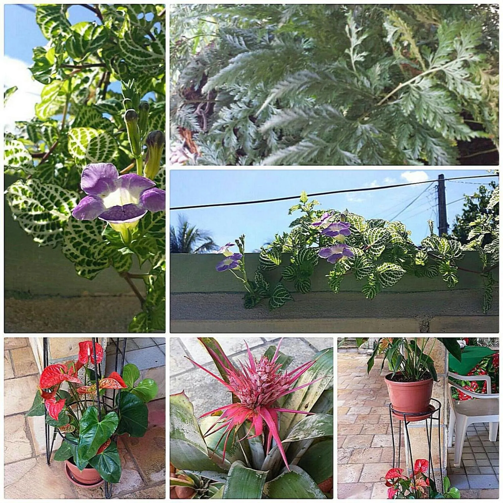 Garden in Pousada das Bromélias