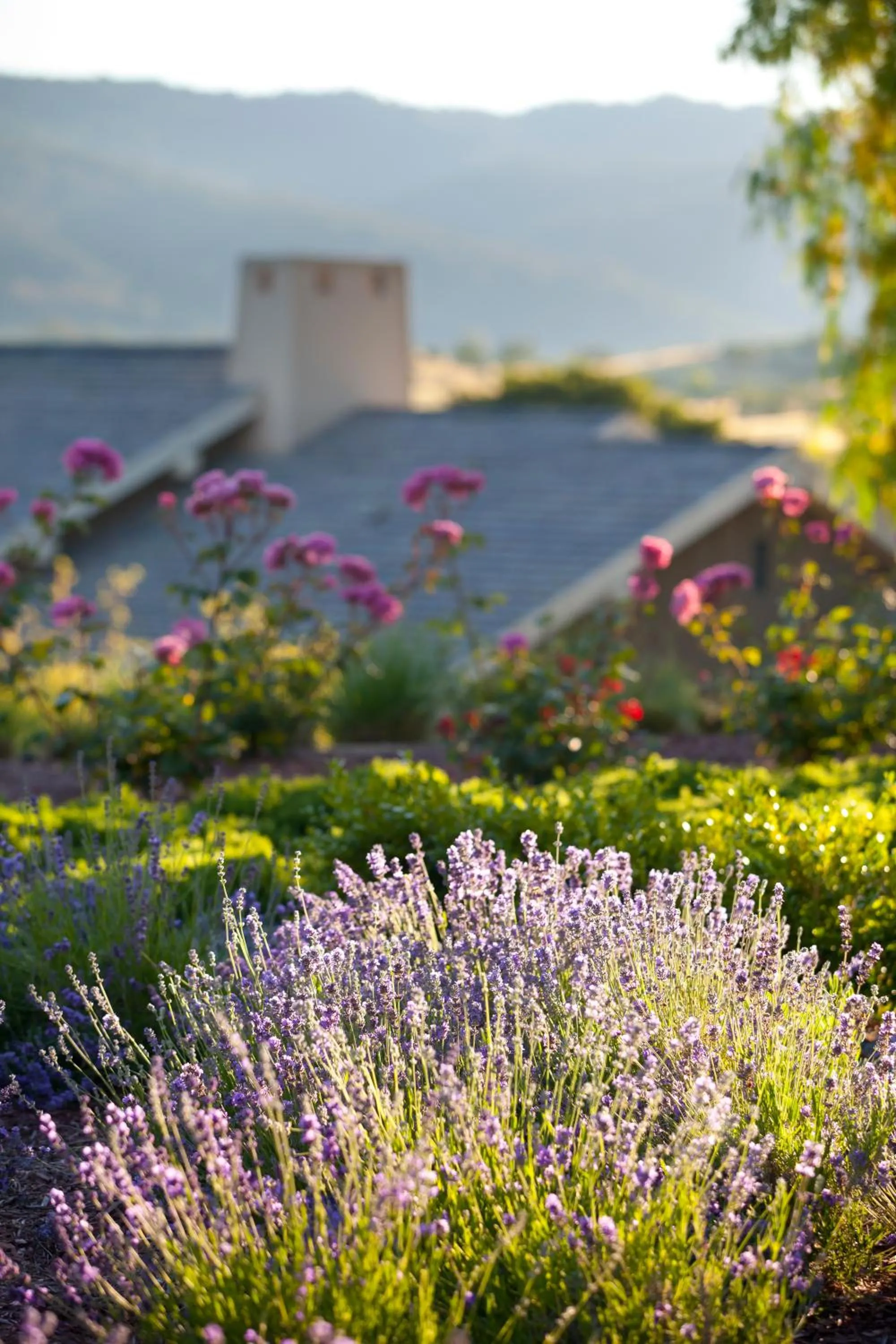 Day in Rosewood Sand Hill