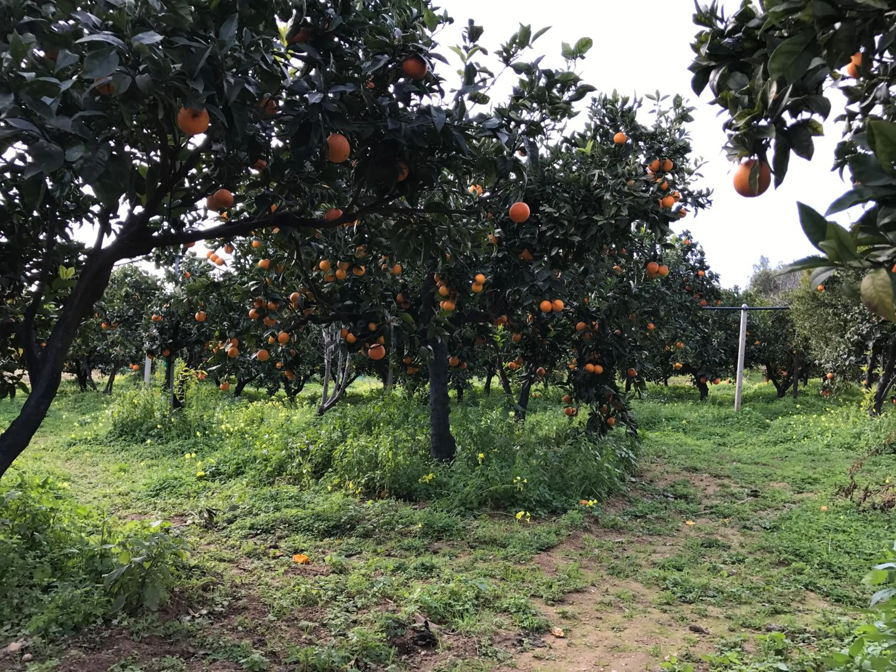 Other in Parco dei Templi