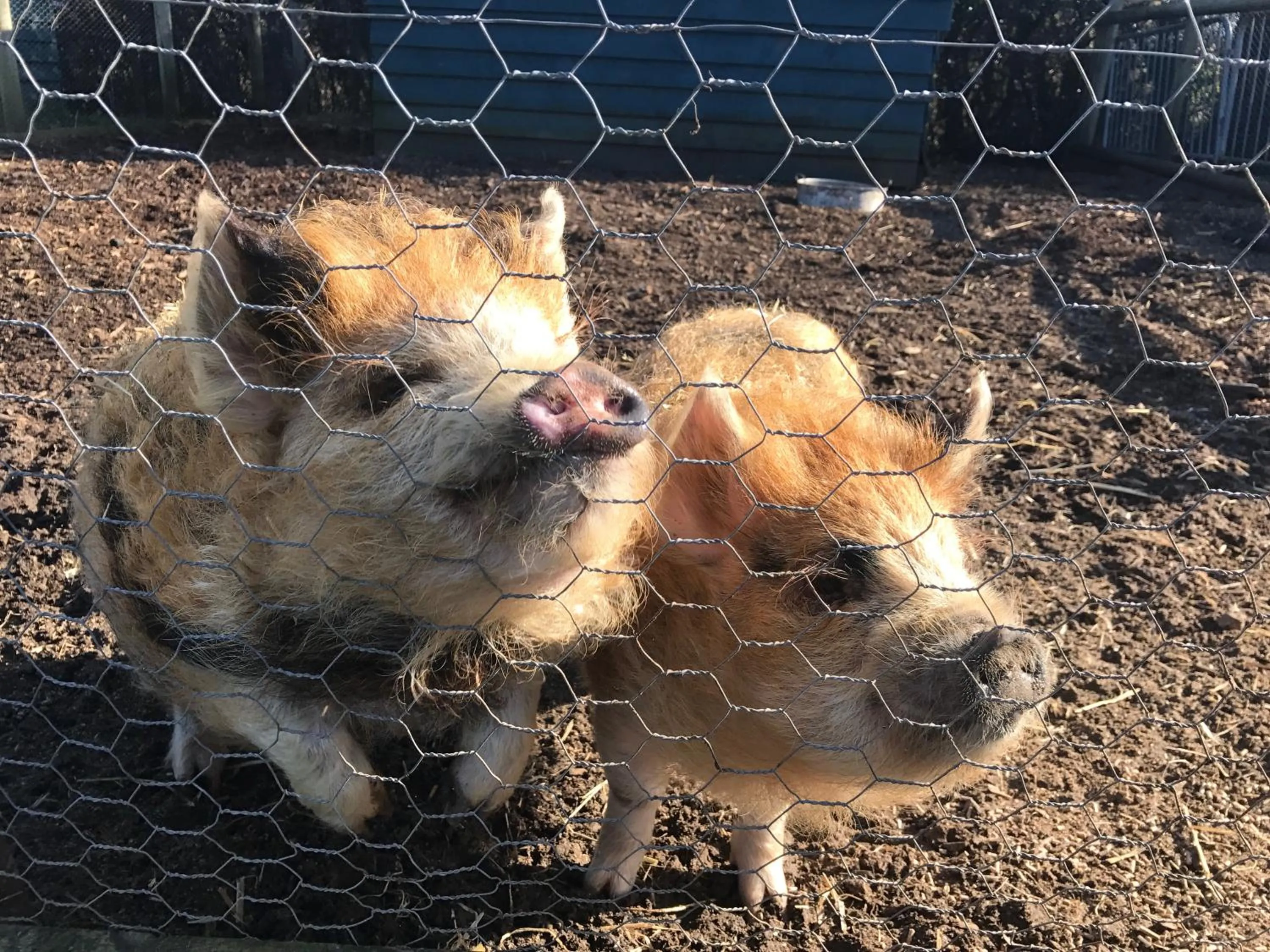 Animals in Windsor Studio East