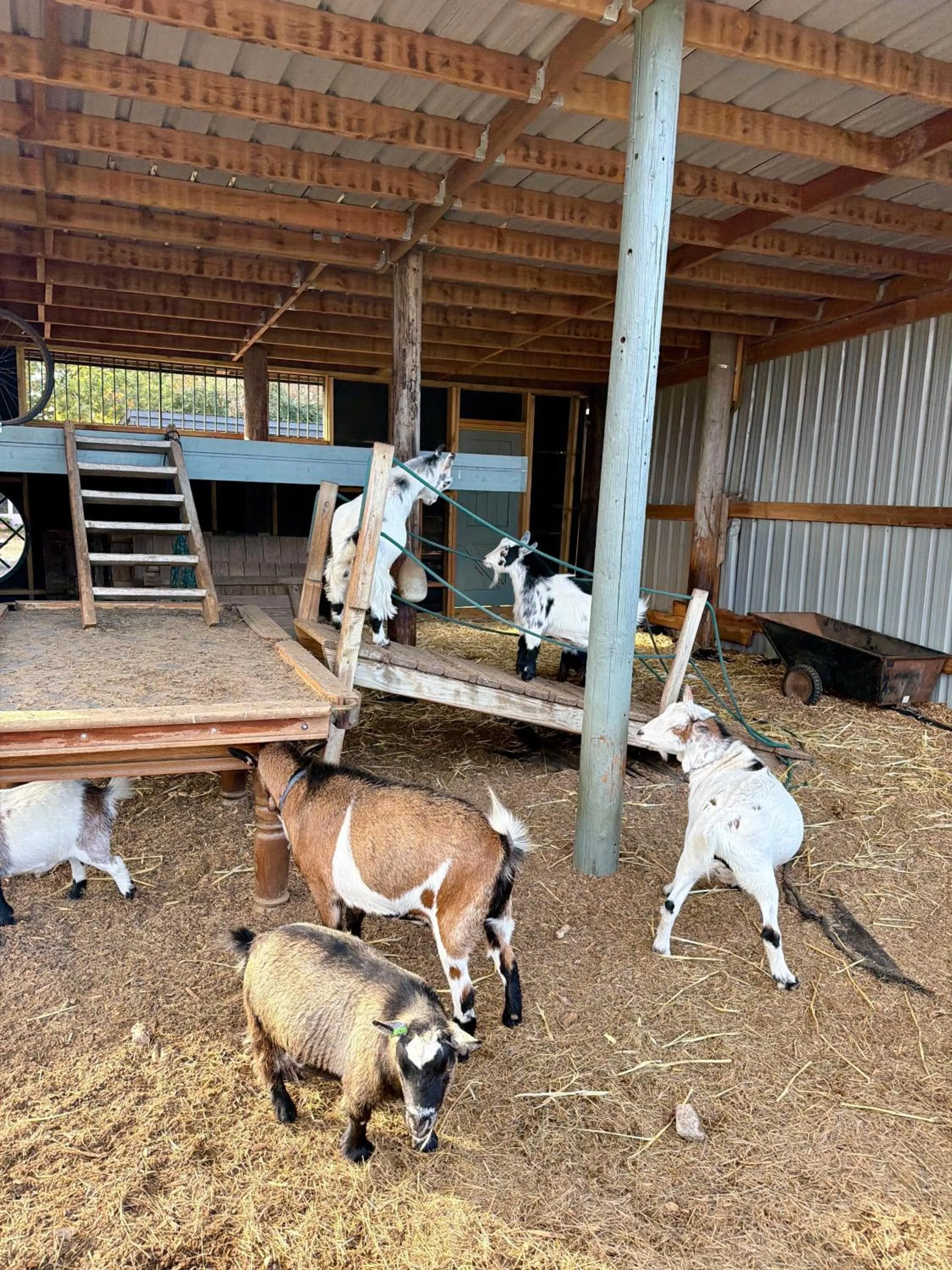 Willow Court Farm Studio East & Petting Farm, 8 mins to Legoland & Windsor, 15 mins to Lapland UK