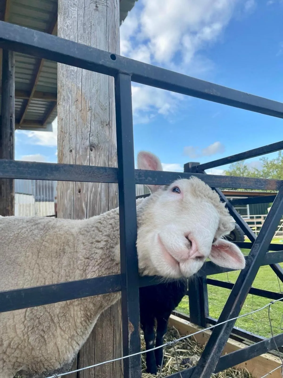 Willow Court Farm Studio East & Petting Farm, 8 mins to Legoland & Windsor, 15 mins to Lapland UK