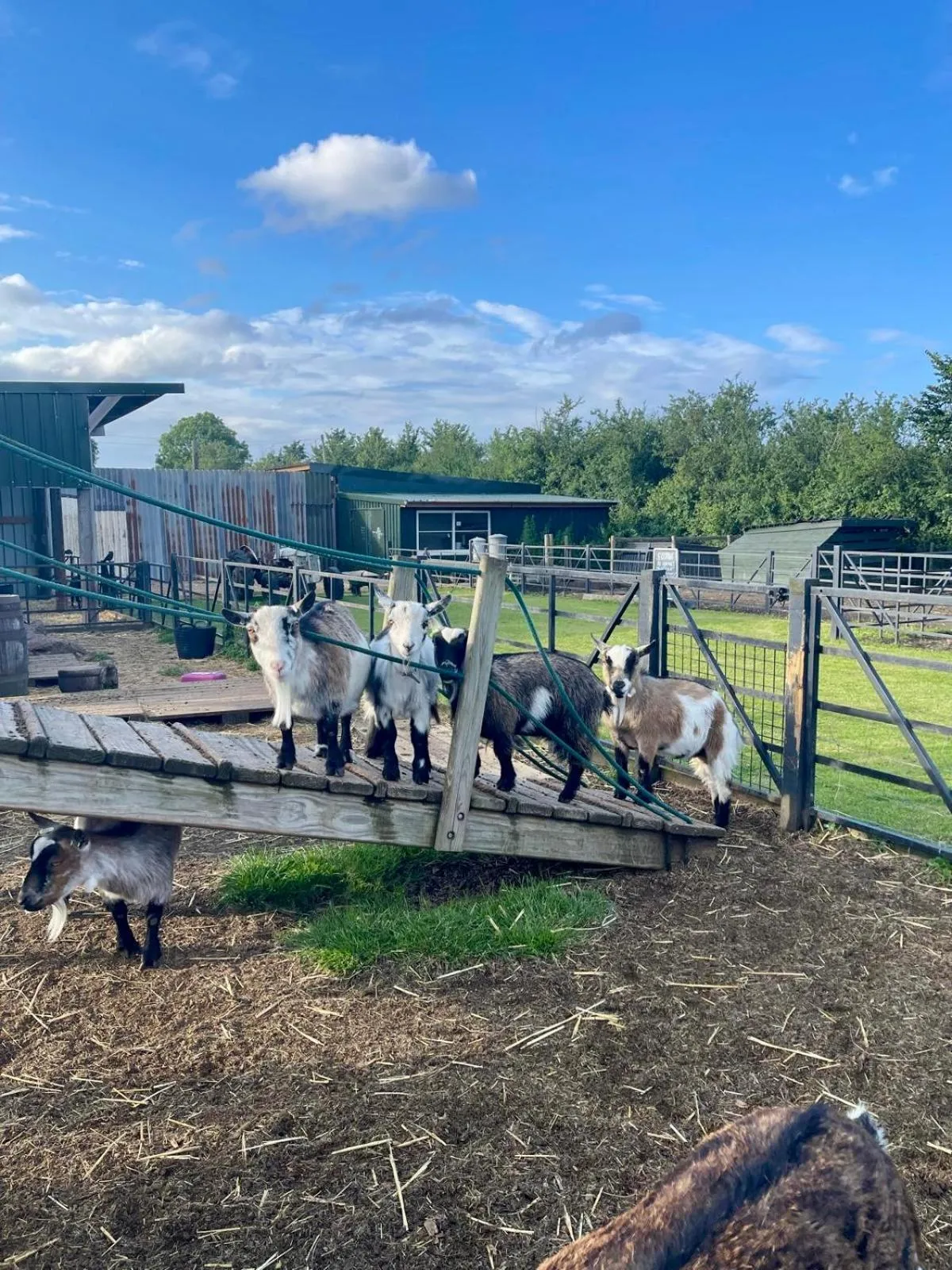 Willow Court Farm Studio East & Petting Farm, 8 mins to Legoland & Windsor, 15 mins to Lapland UK