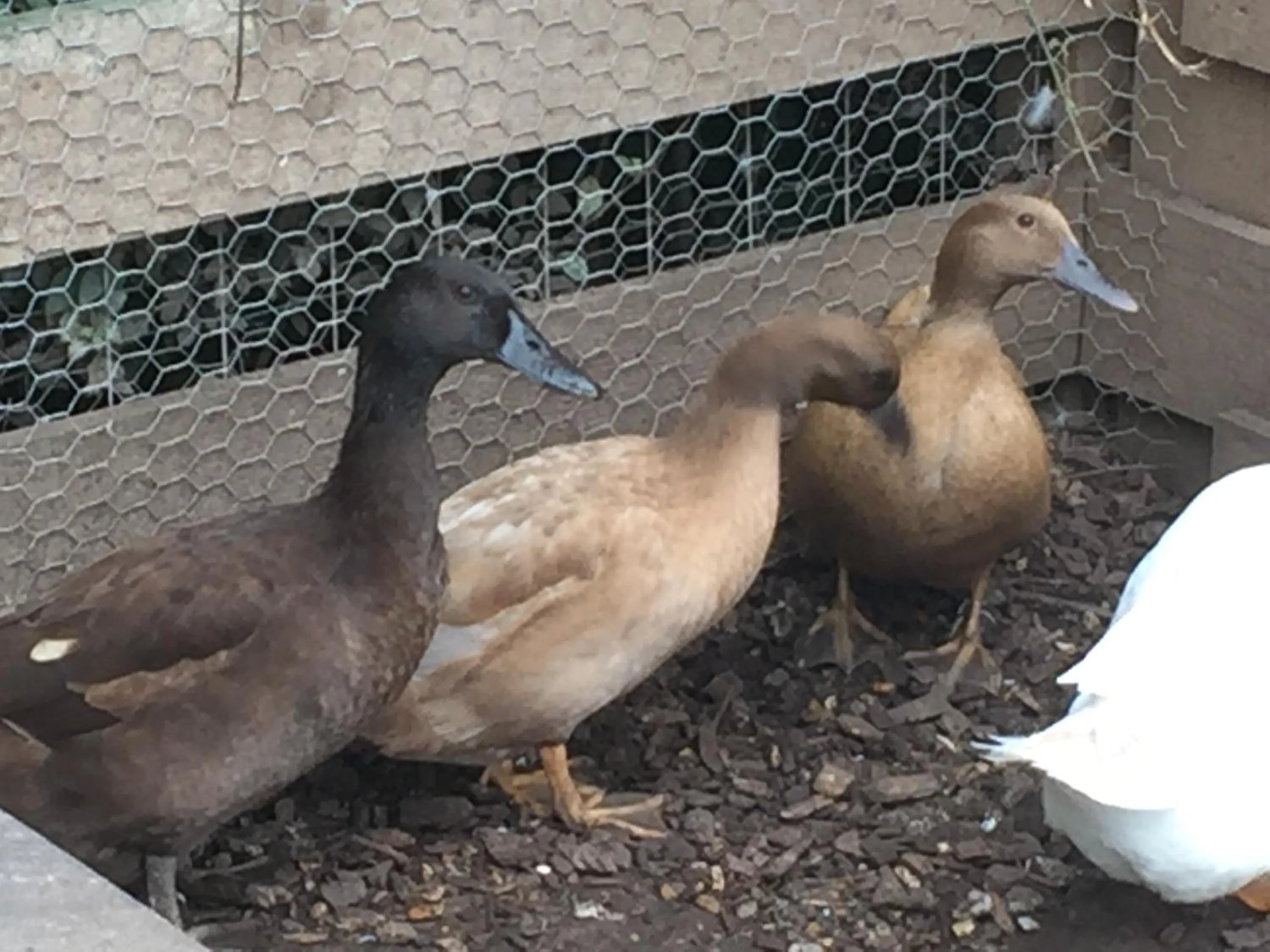 Animals in Windsor Studio East