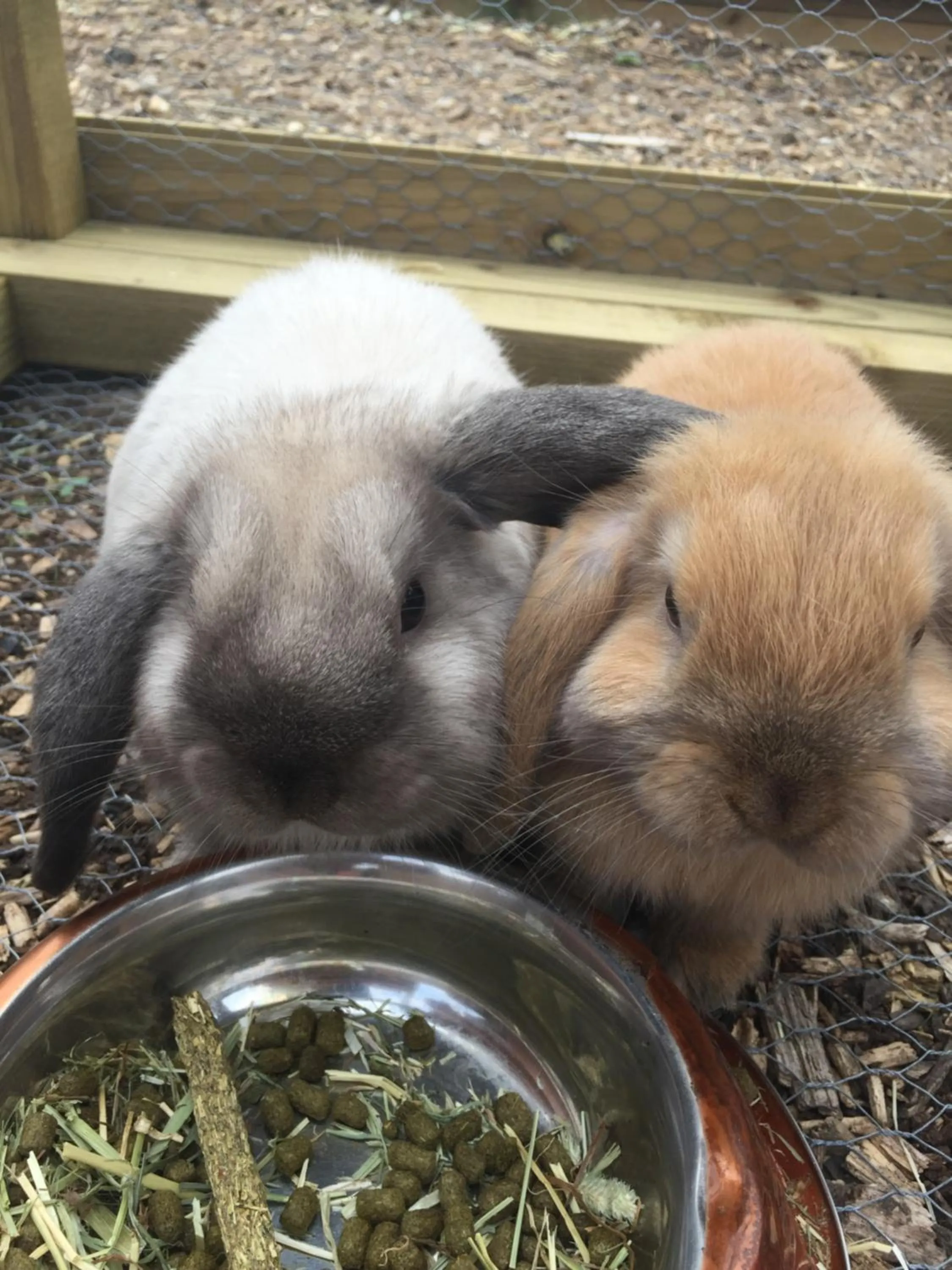 Animals in Windsor Studio East