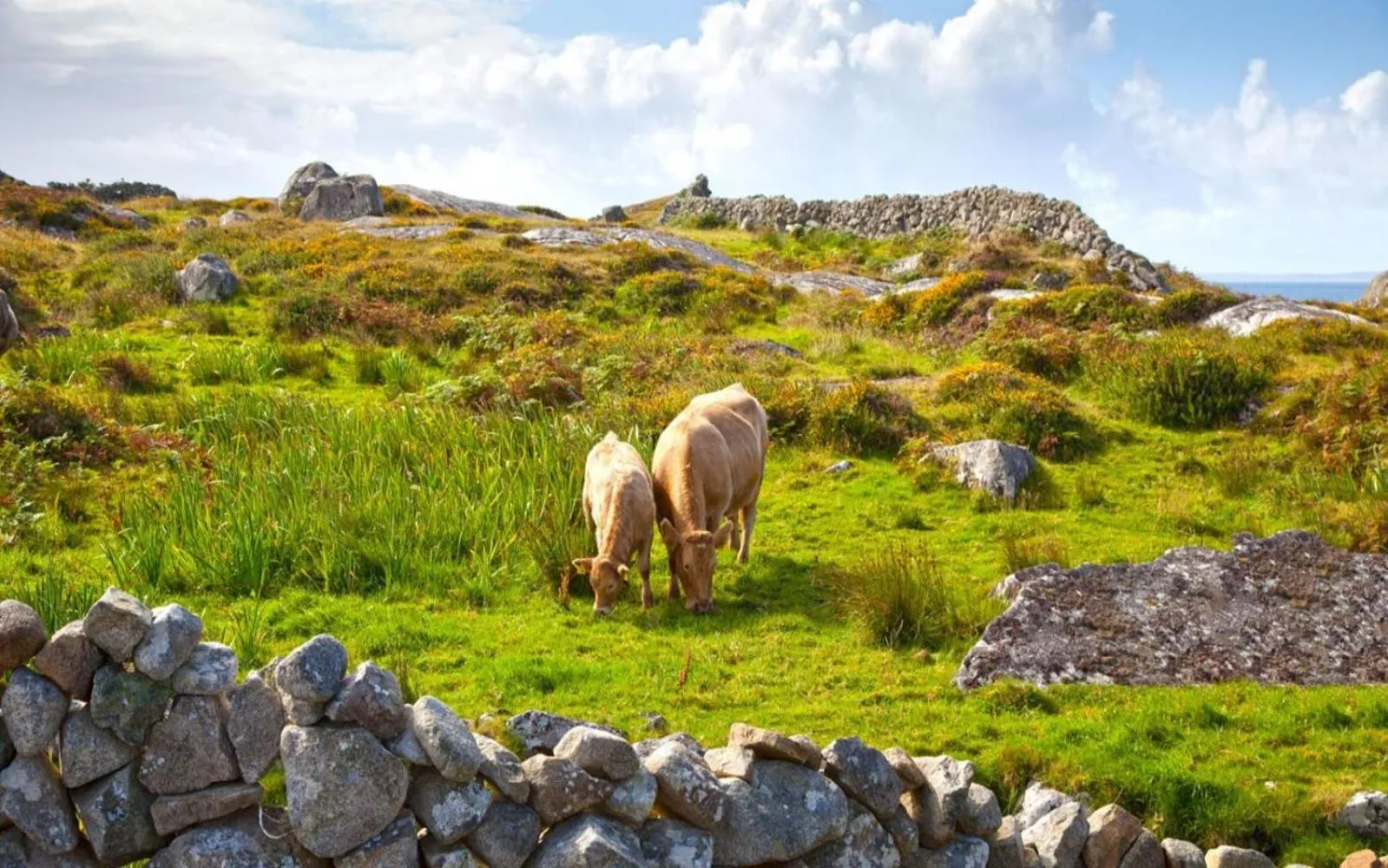 Natural landscape in The Wild Atlantic Lodge