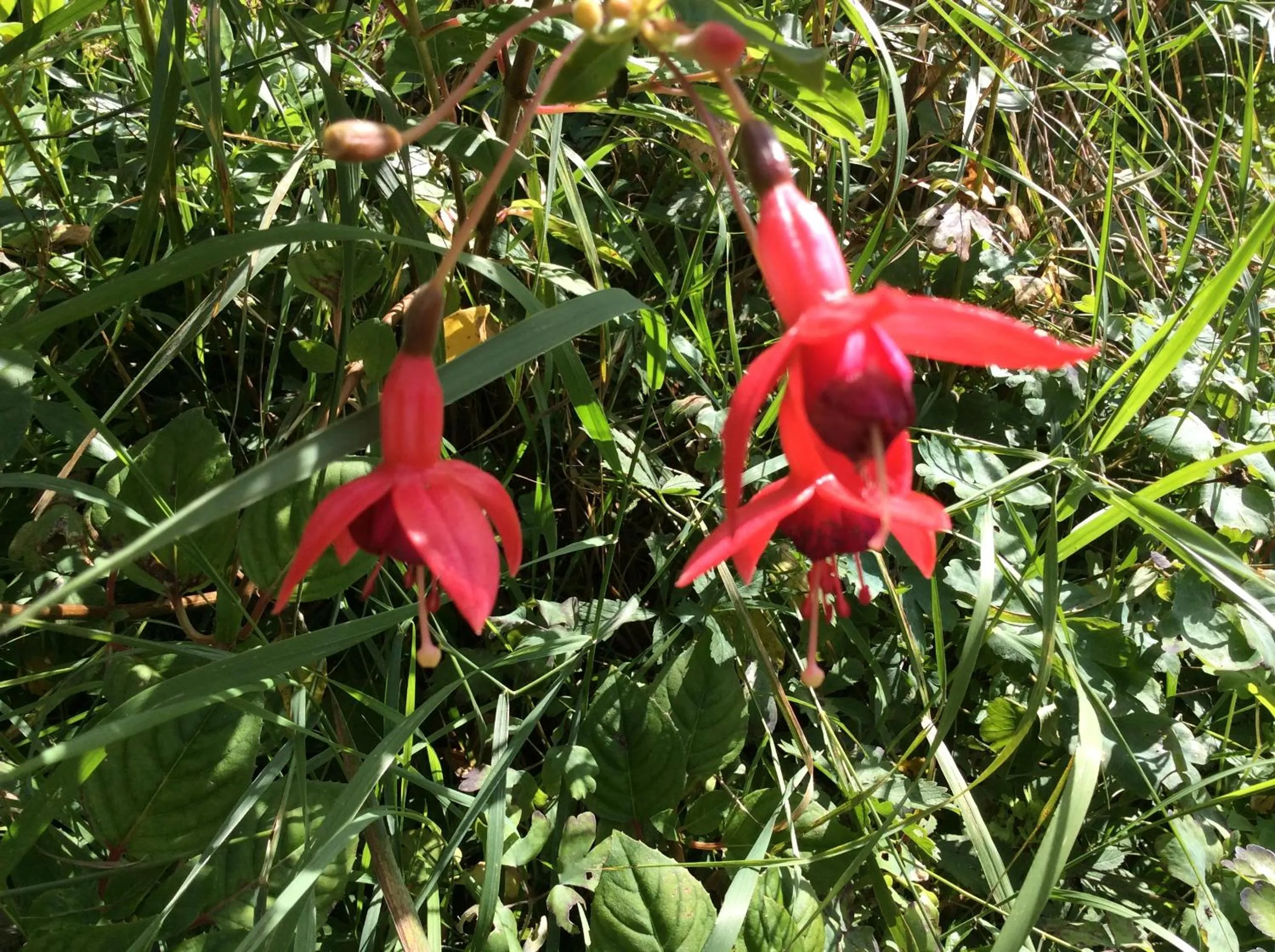 Property building in The Old Pound Inn