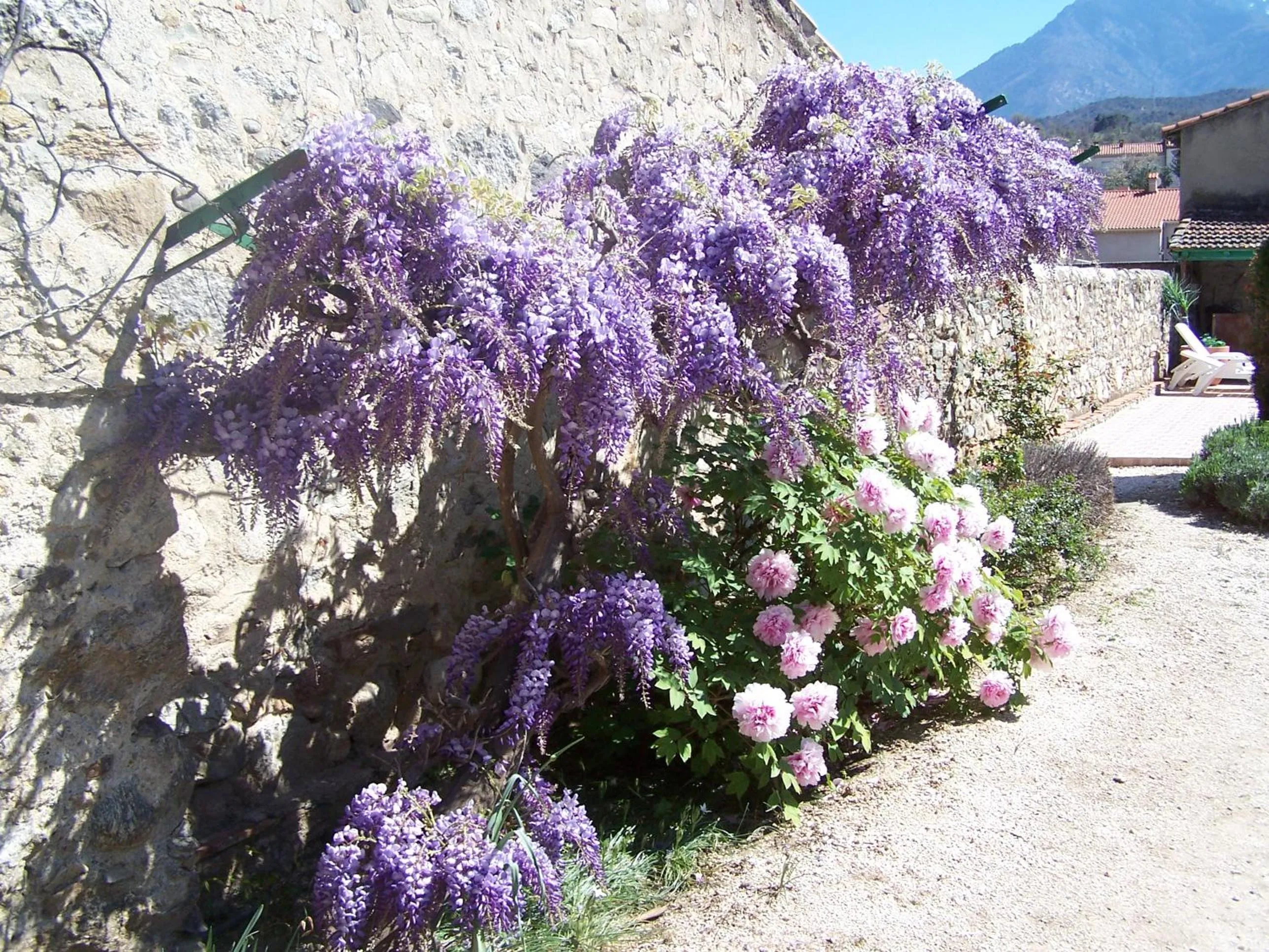 Garden in Maison 225