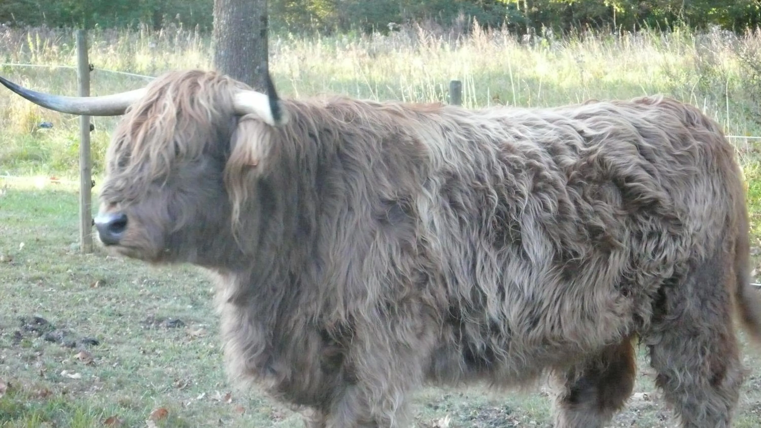 Animals in château Mont Suzey