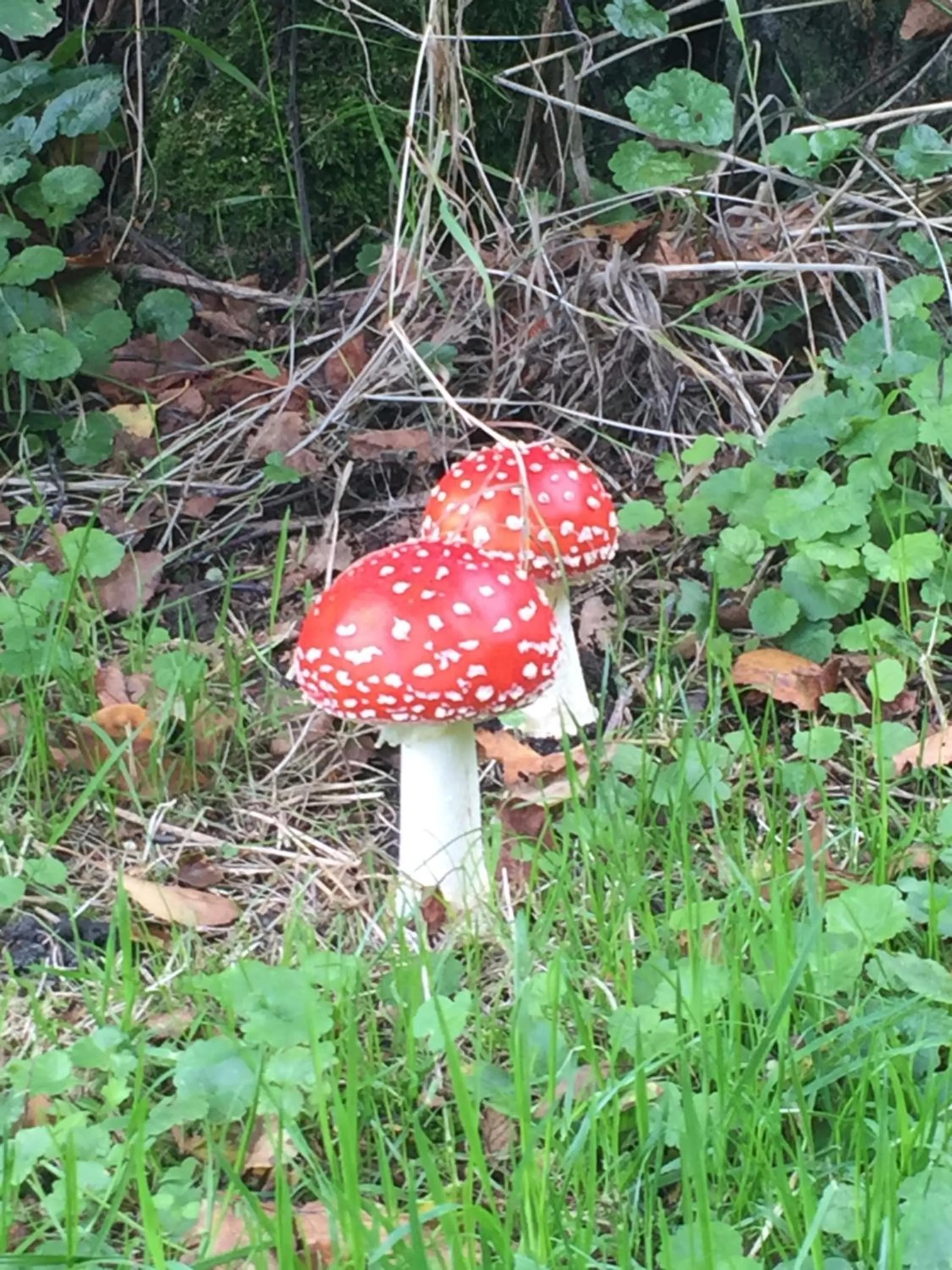 Bed en Breakfast de Houtwiel