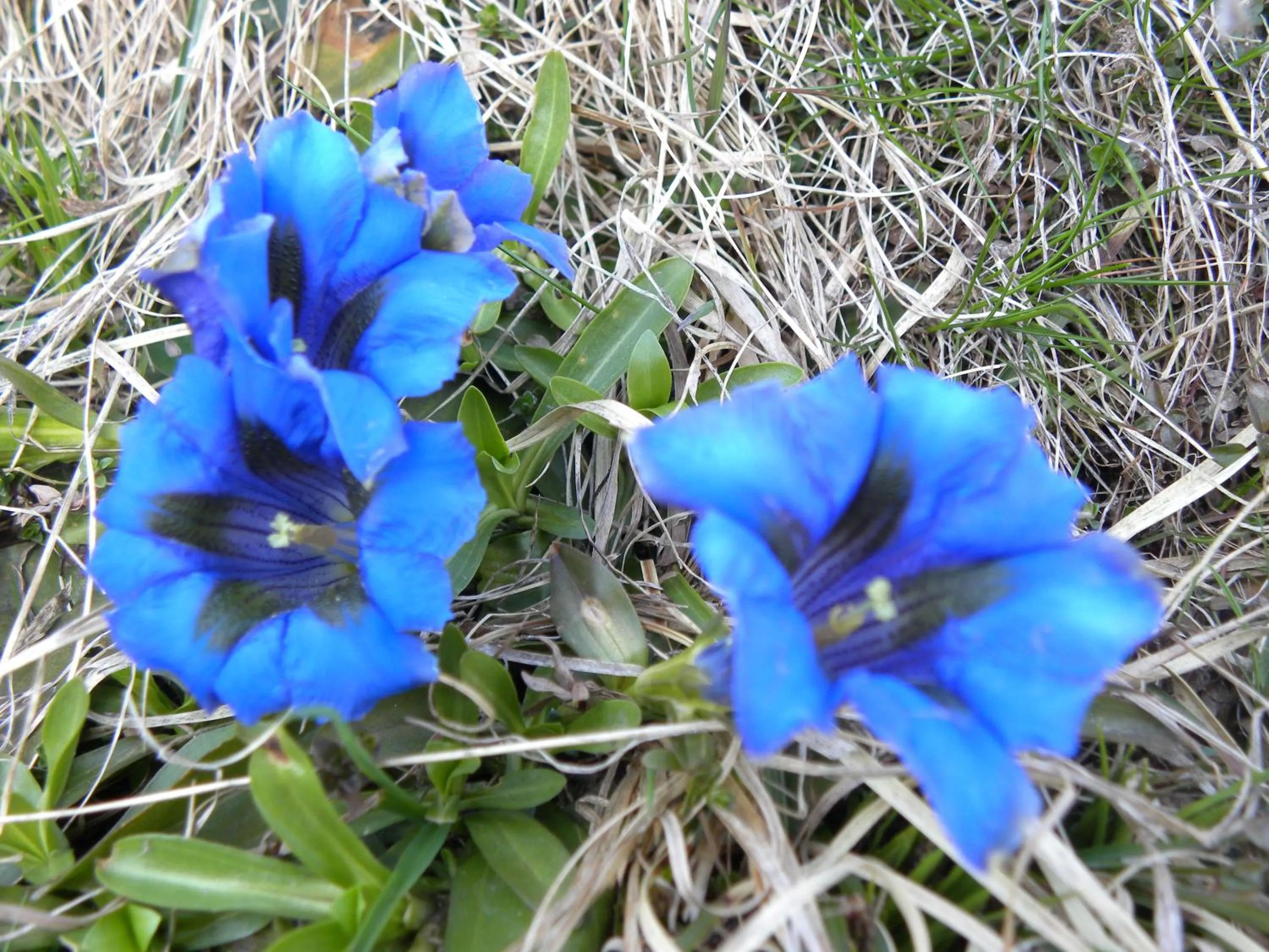 Spring in B&B Santa Brigida