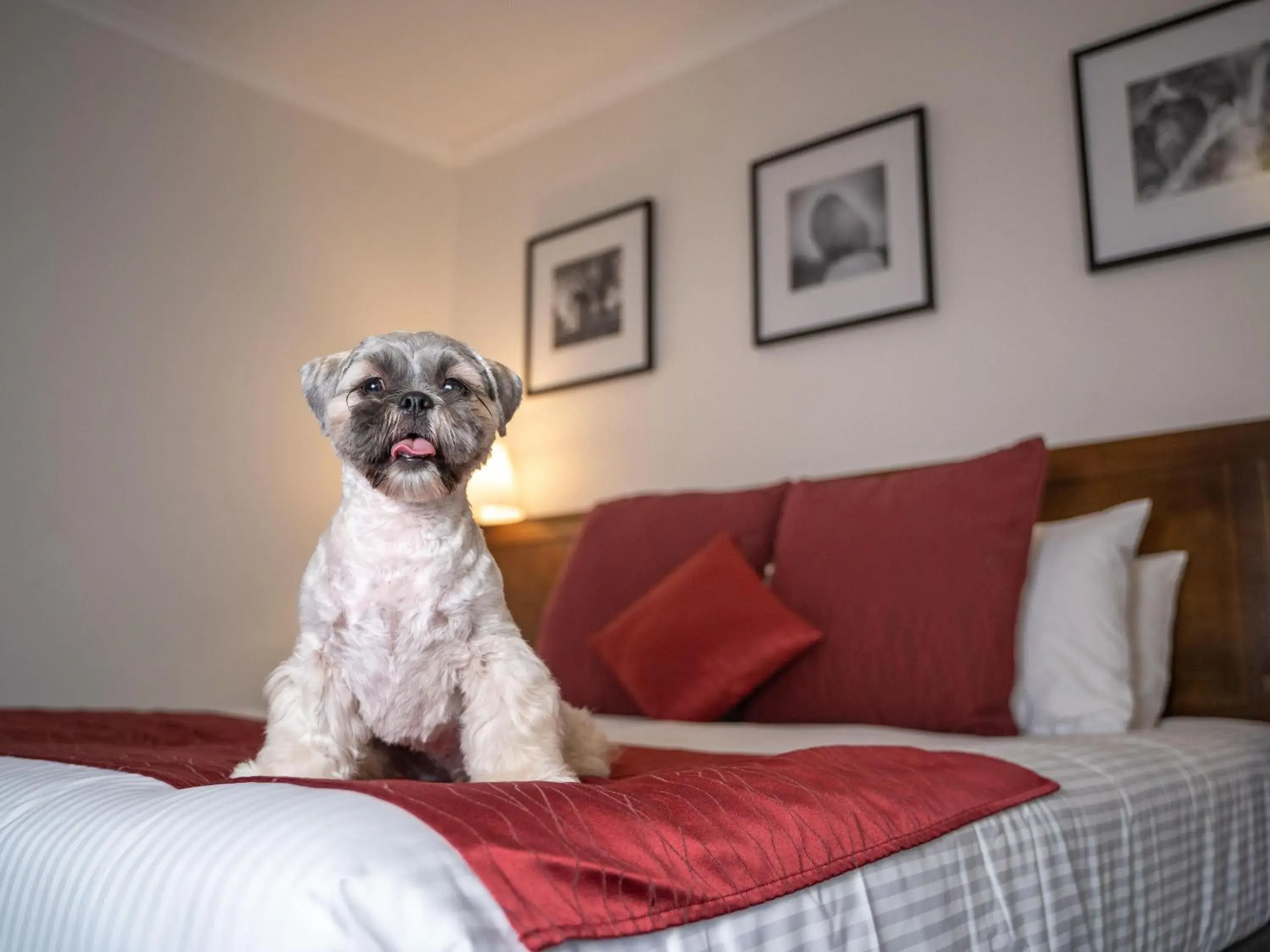 King Room - Pet Friendly in Mercure Canberra King Room - Pet Friendly in Mercure Canberra