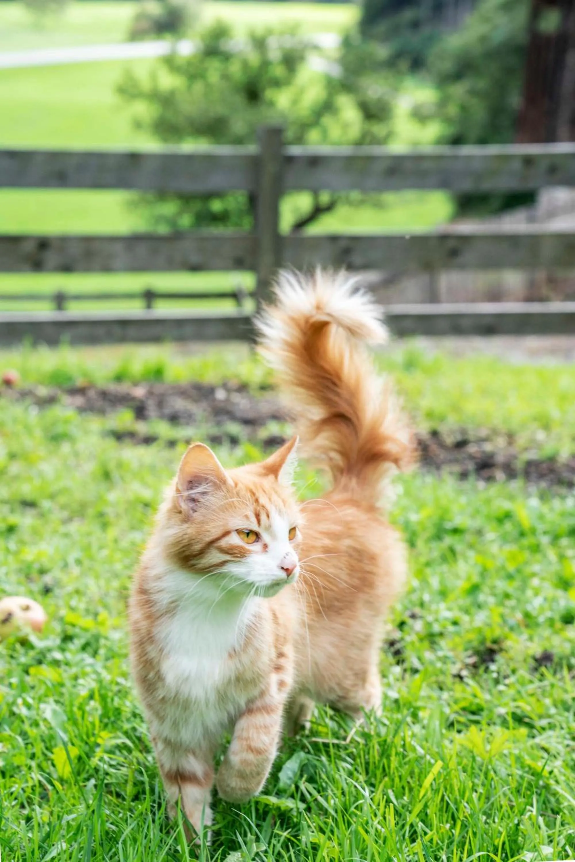 Animals in Ruggenthalerhof