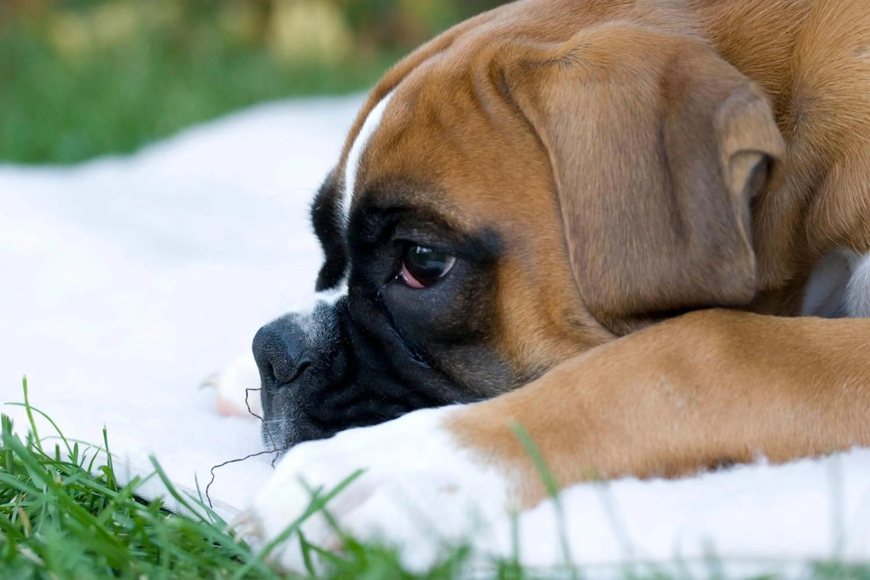 Pets in Stausee-Hotel