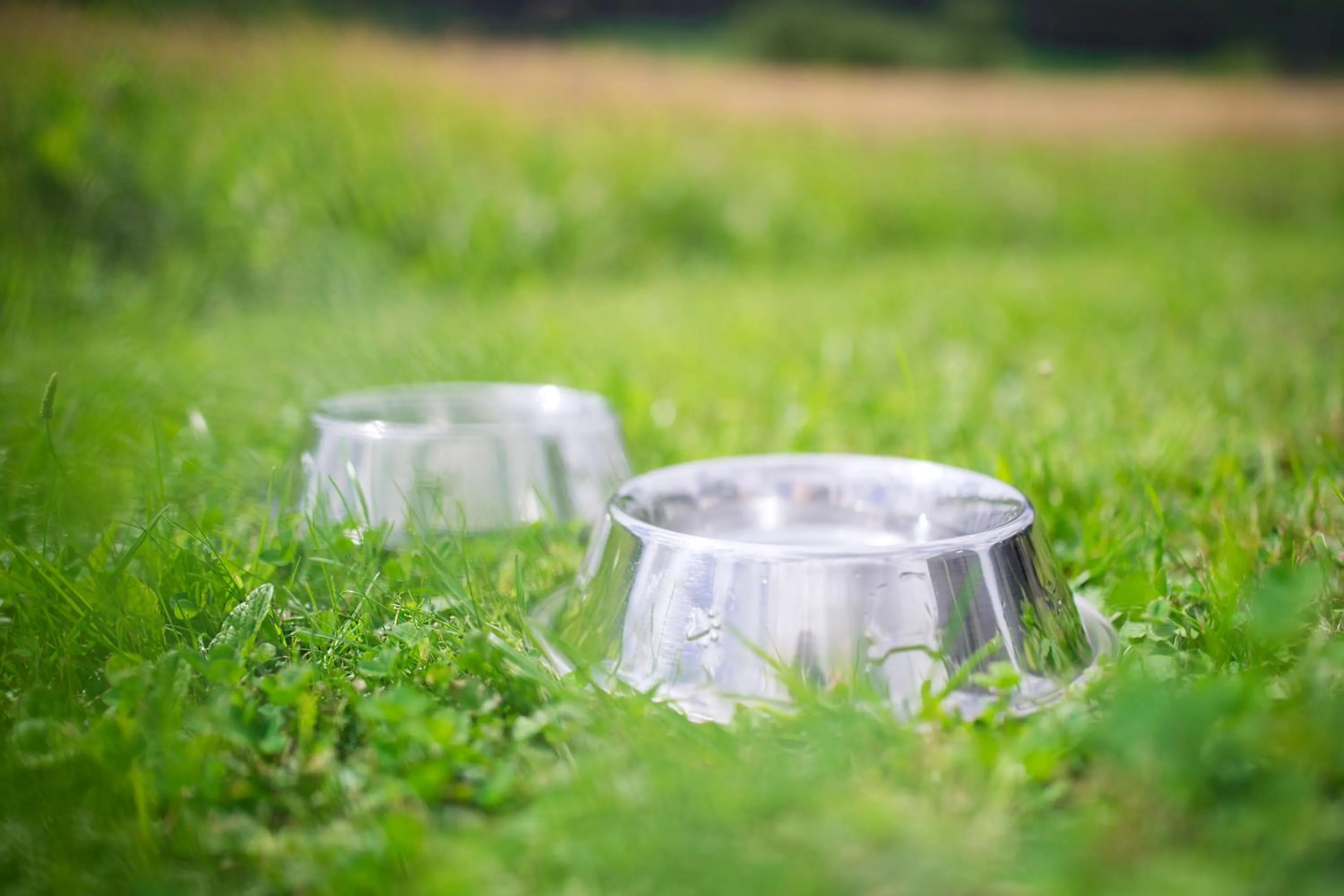 Pets in Stausee-Hotel