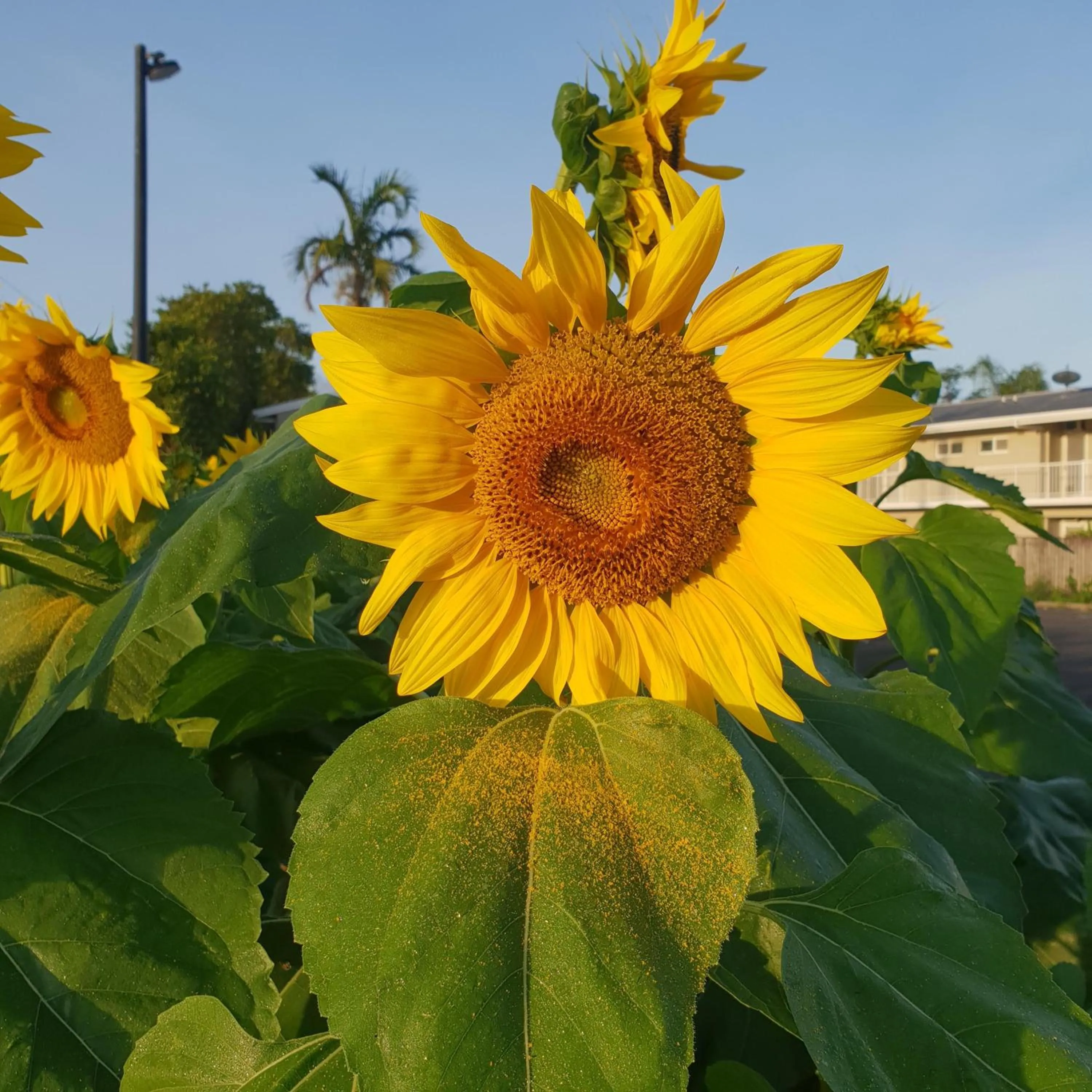 Garden in Palm Royale Cairns