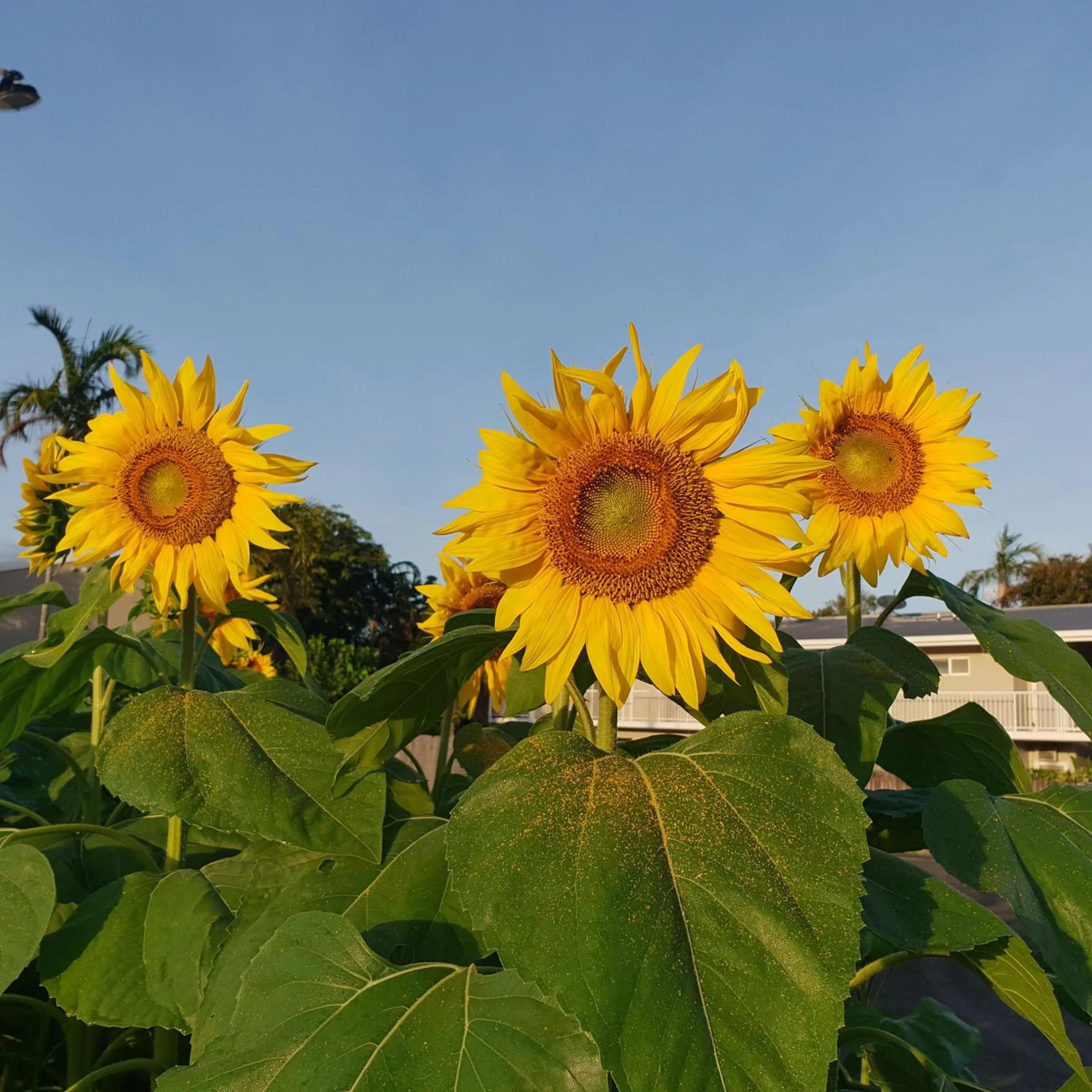 Garden in Palm Royale Cairns