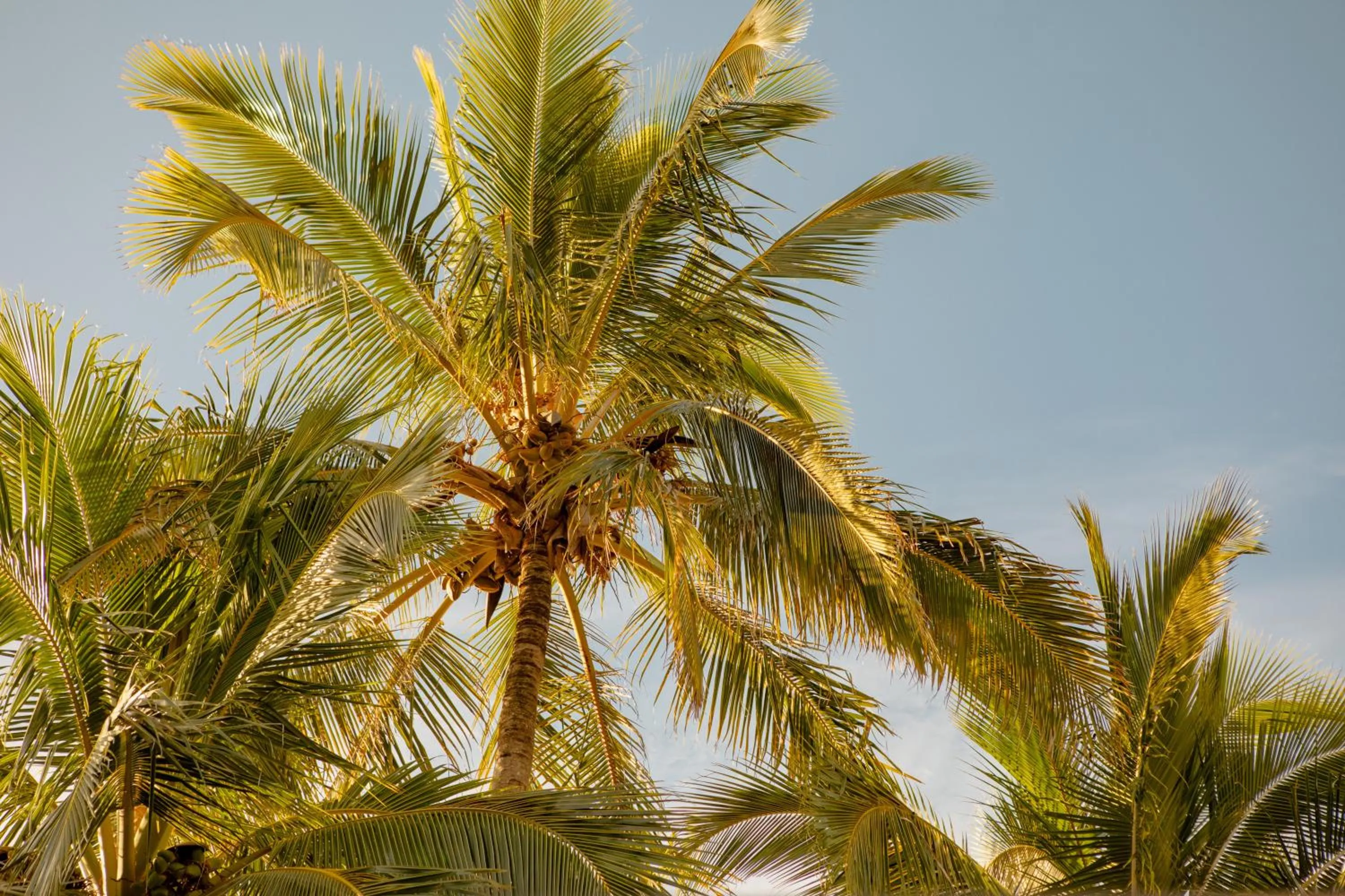 Natural landscape in Netanya Noosa Beachfront Resort
