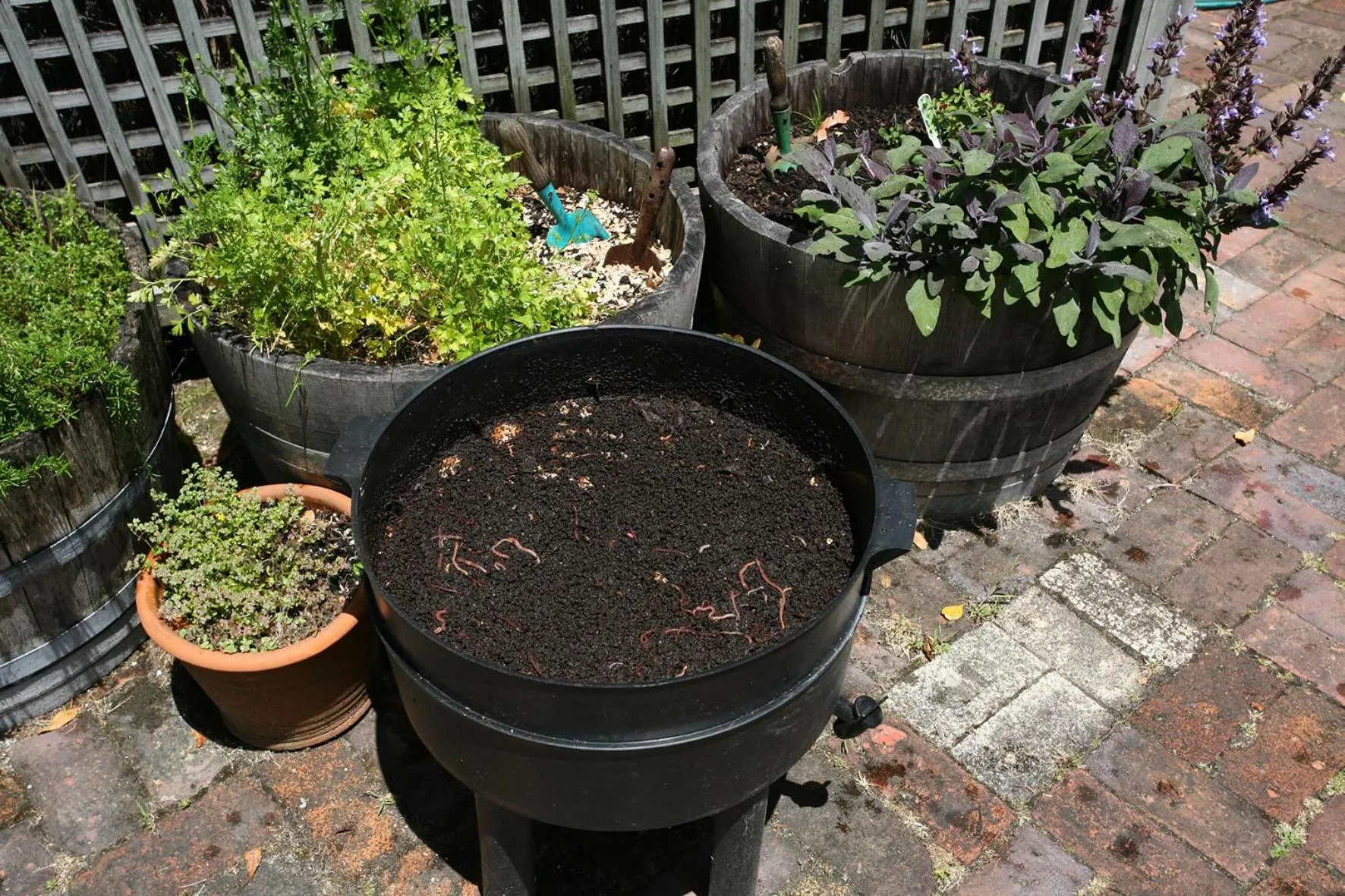 Garden in The Great Ponsonby Arthotel