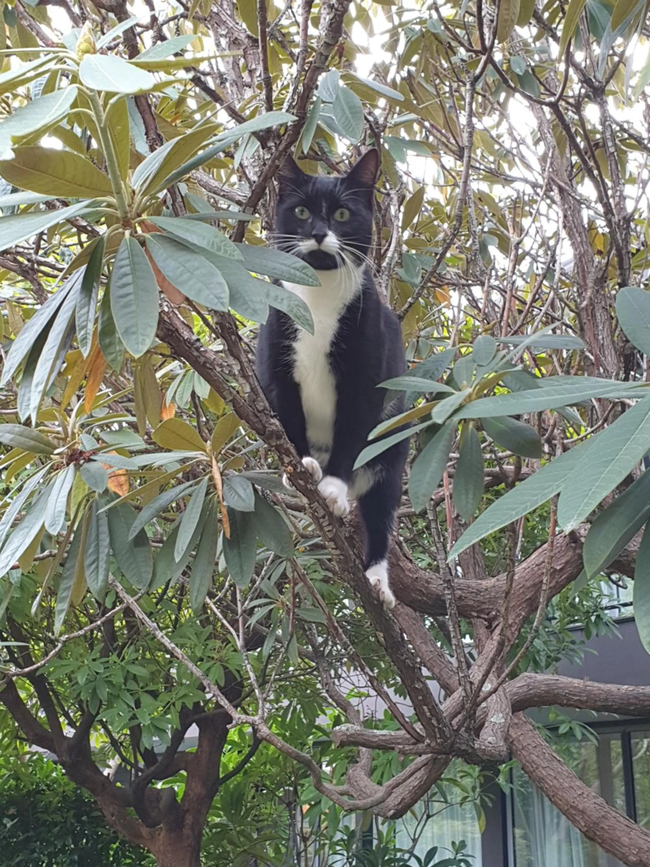 Pets in Aurora on George