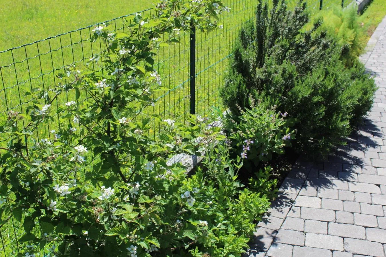 Garden in Villa Madi