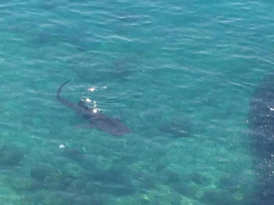 Snorkeling in Jaynet Oceanview Resort