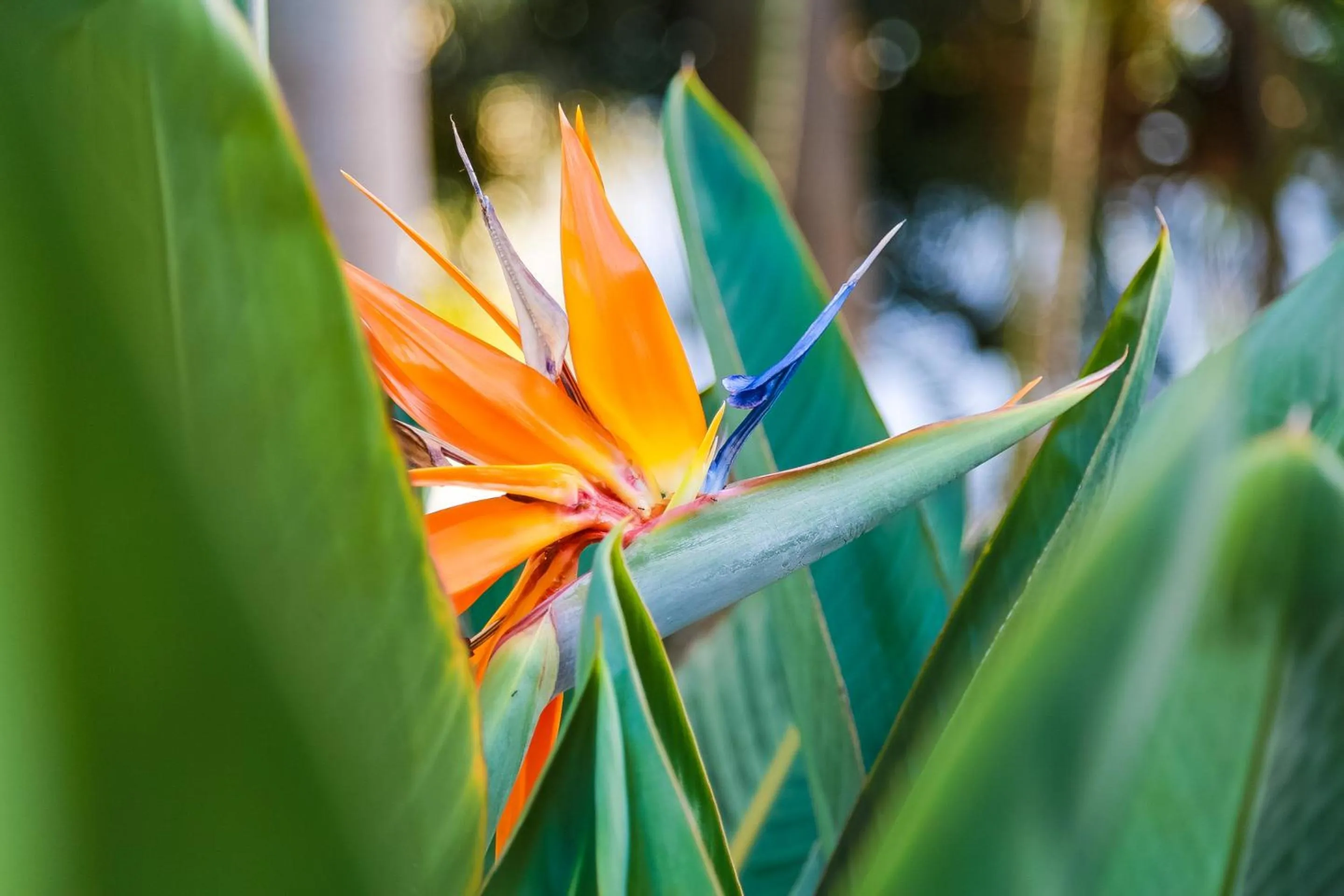 Garden in Oscar On Main Beach Resort