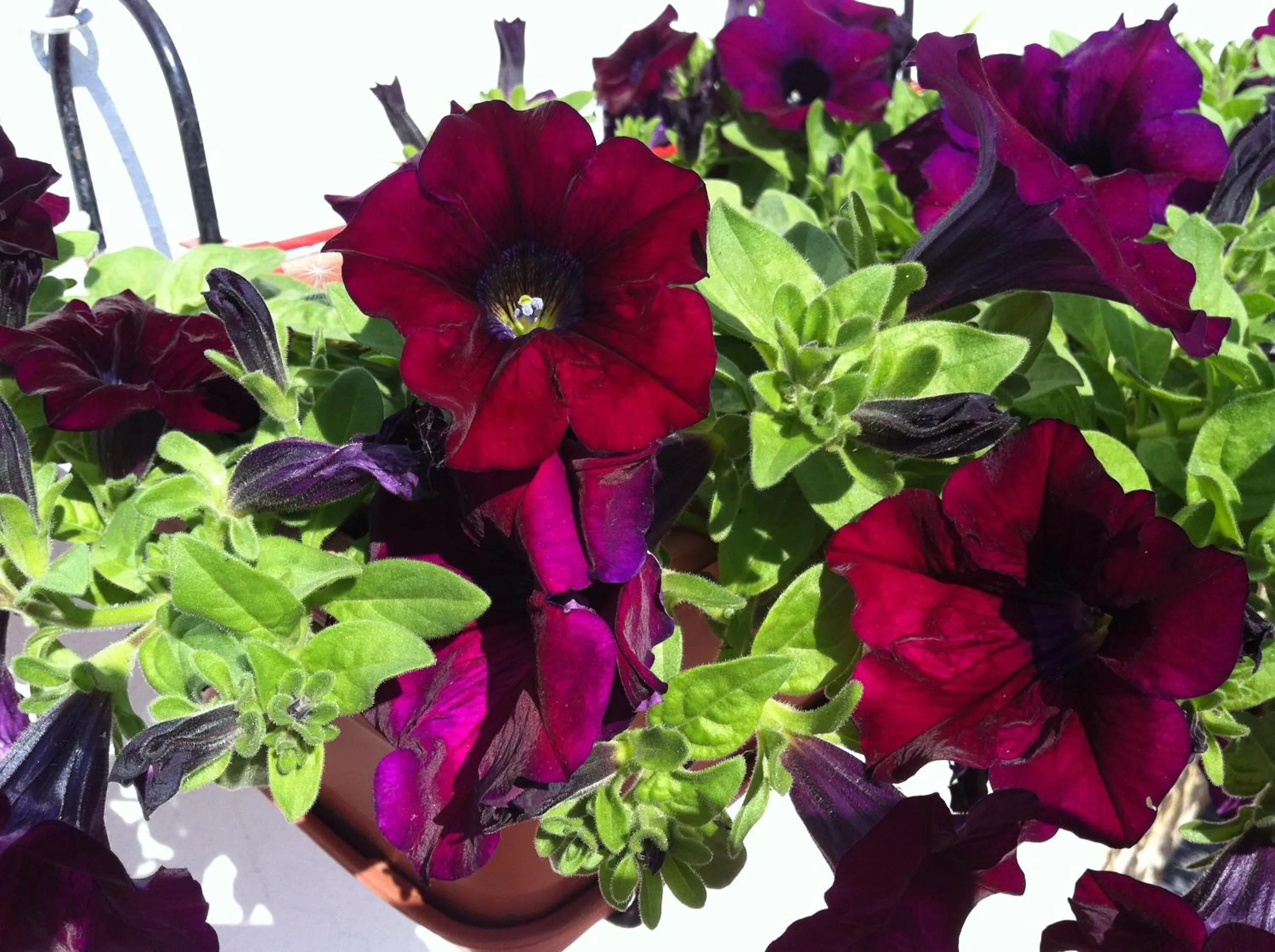 Facade/entrance in Residencial Celeste