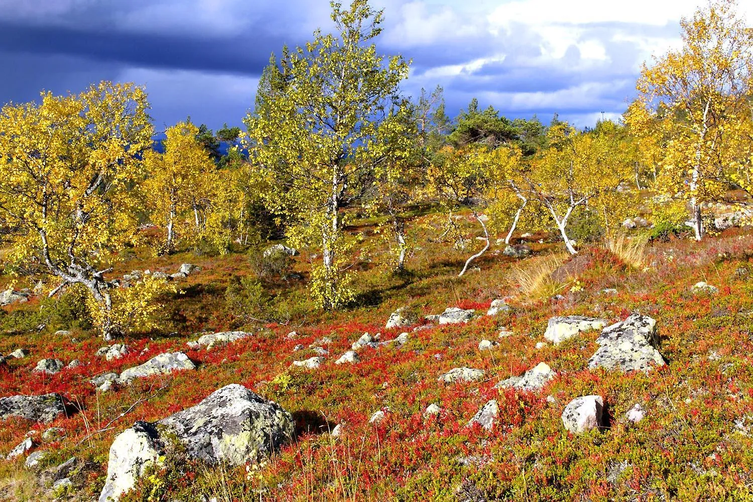 Autumn in Hotel Hullu Poro