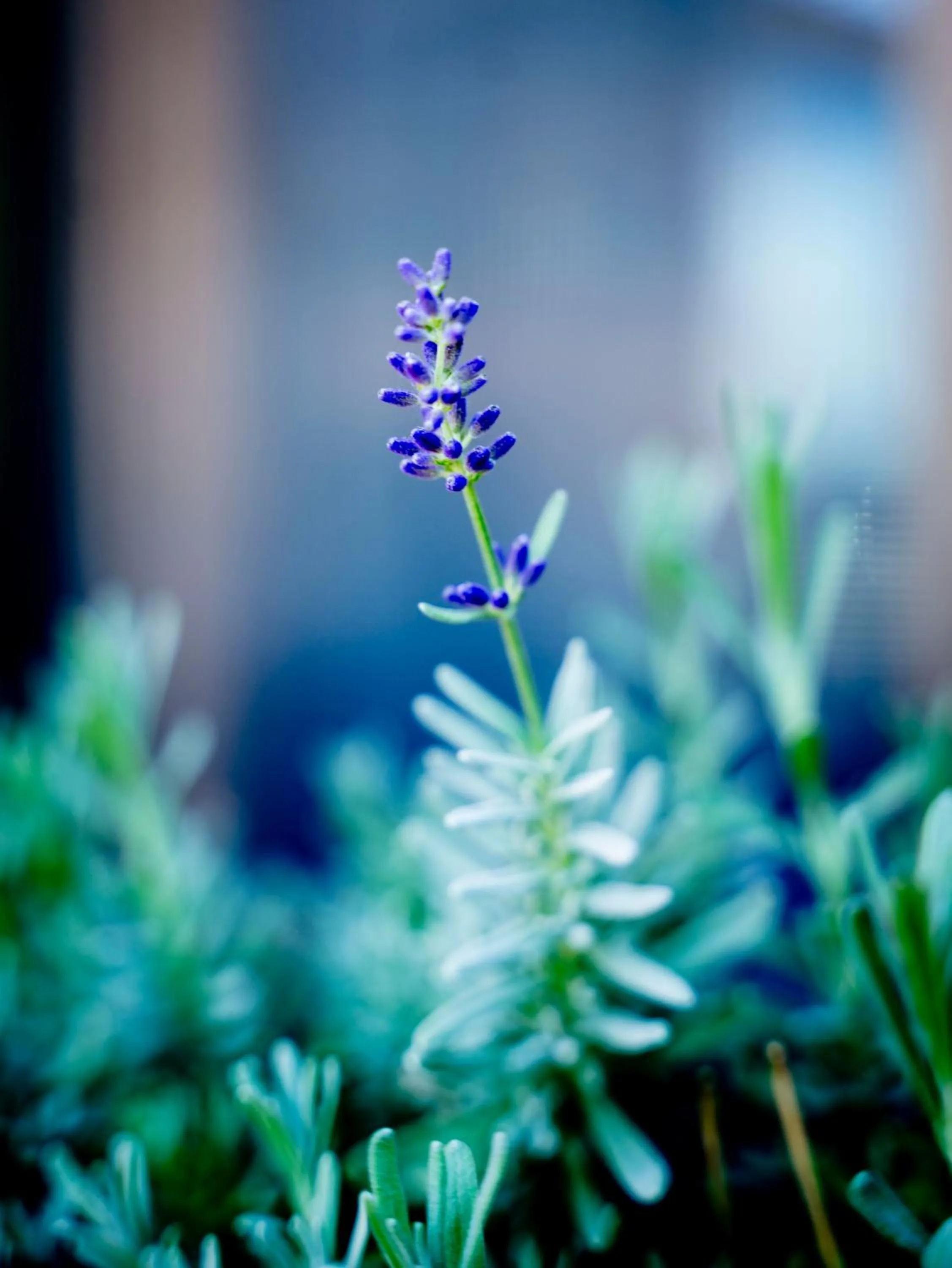 Garden in Tenuta Aganis