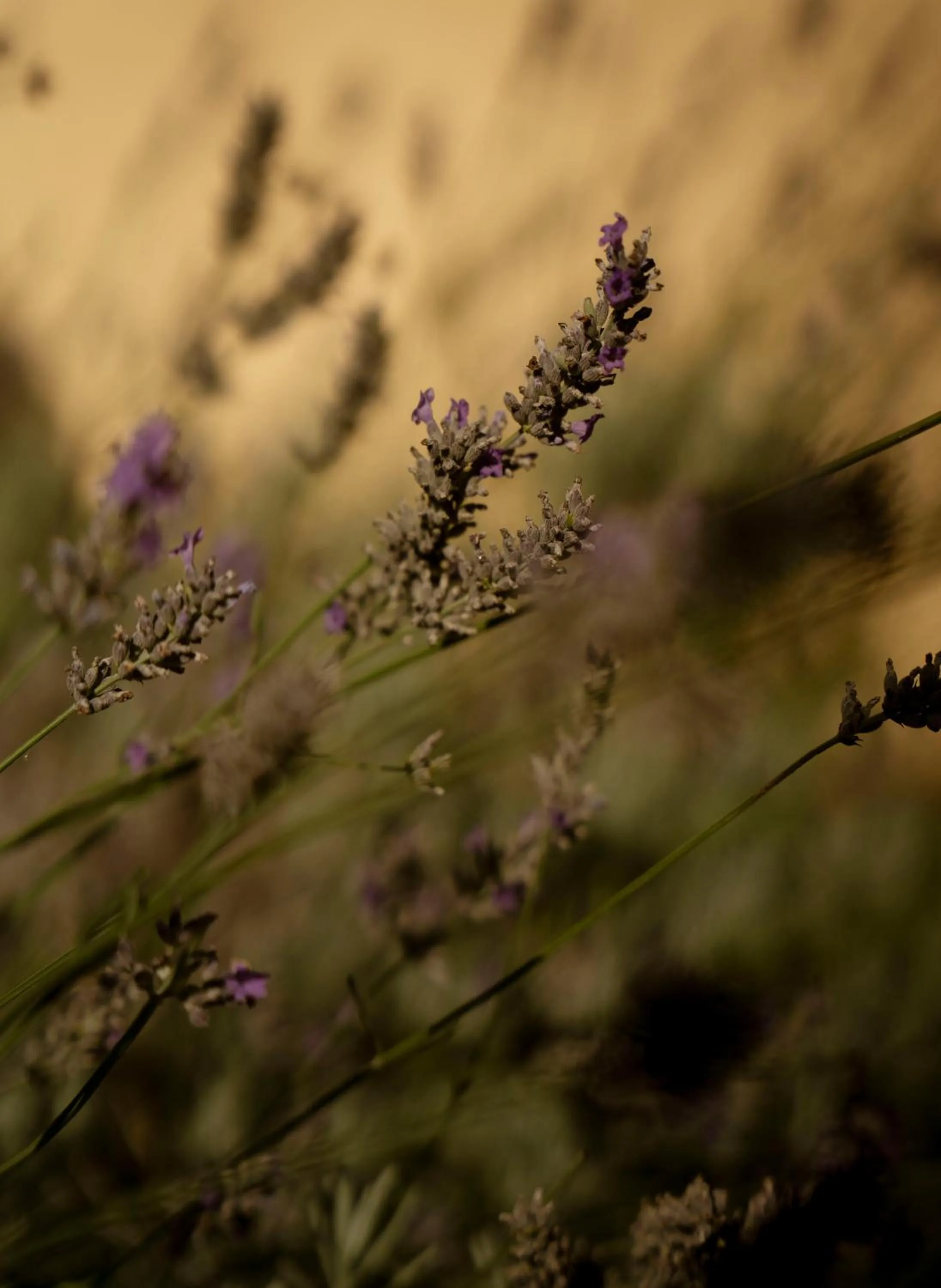 Garden in Tenuta Aganis