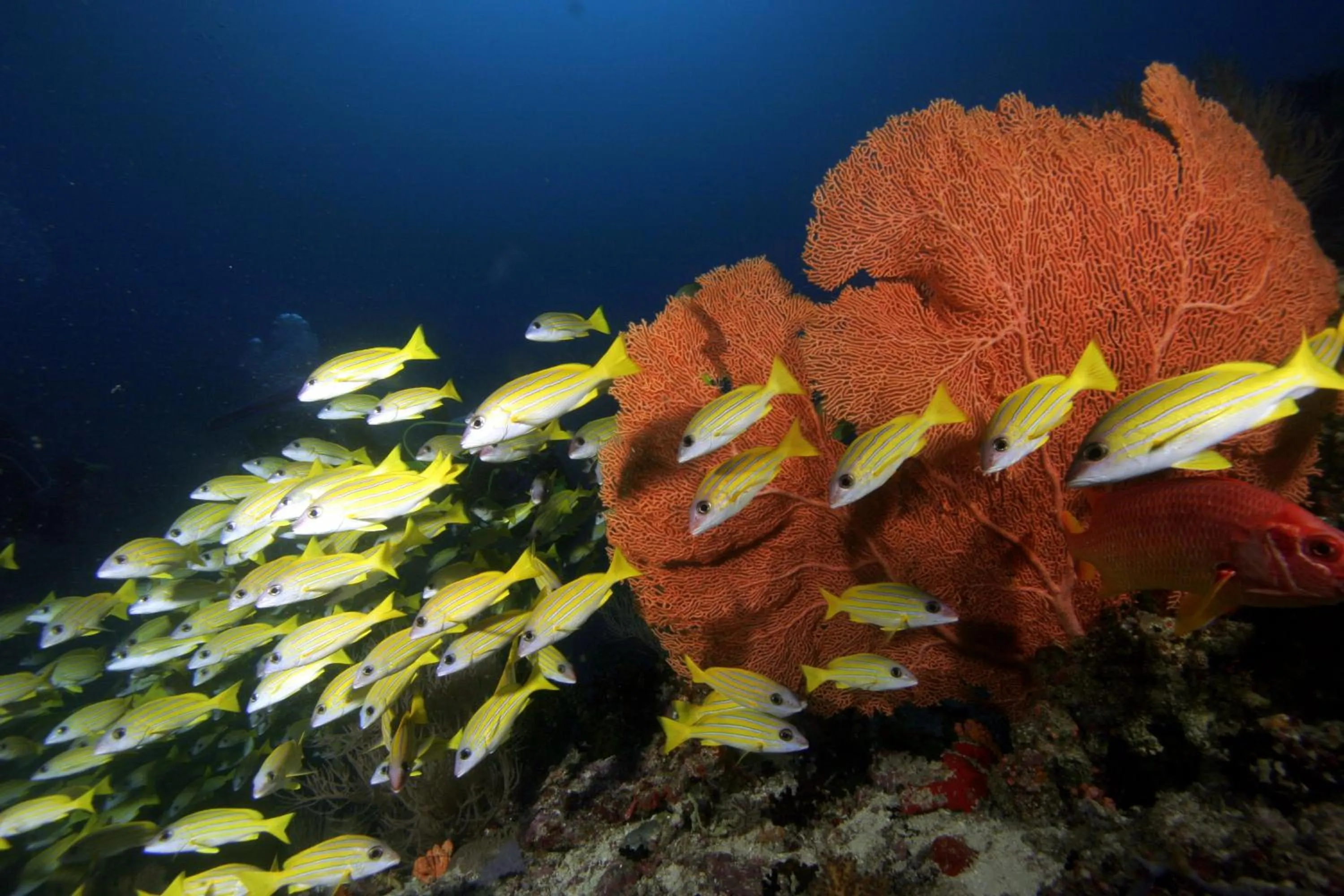 Off site in Season Paradise