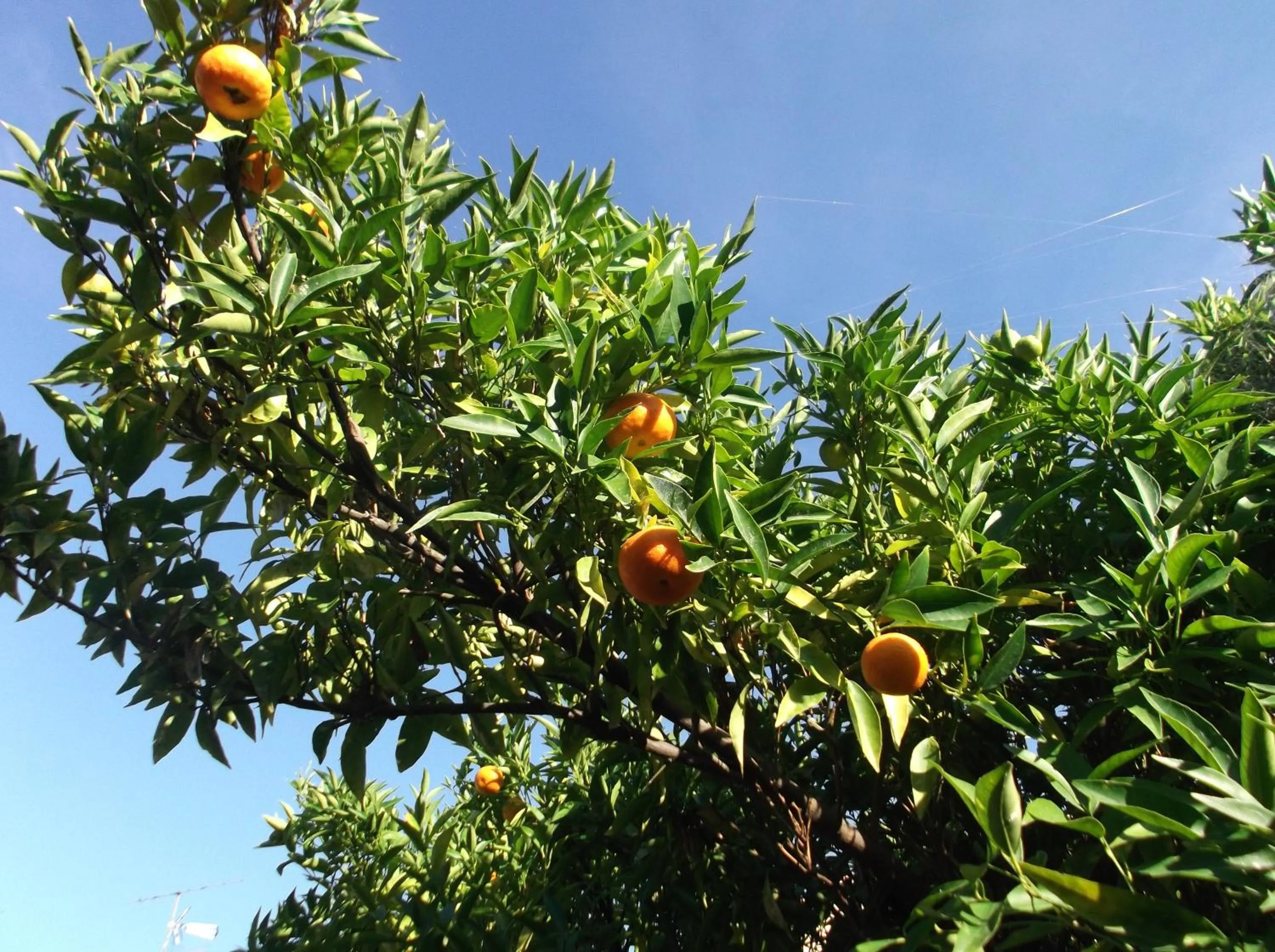 Garden in Petite Chouette