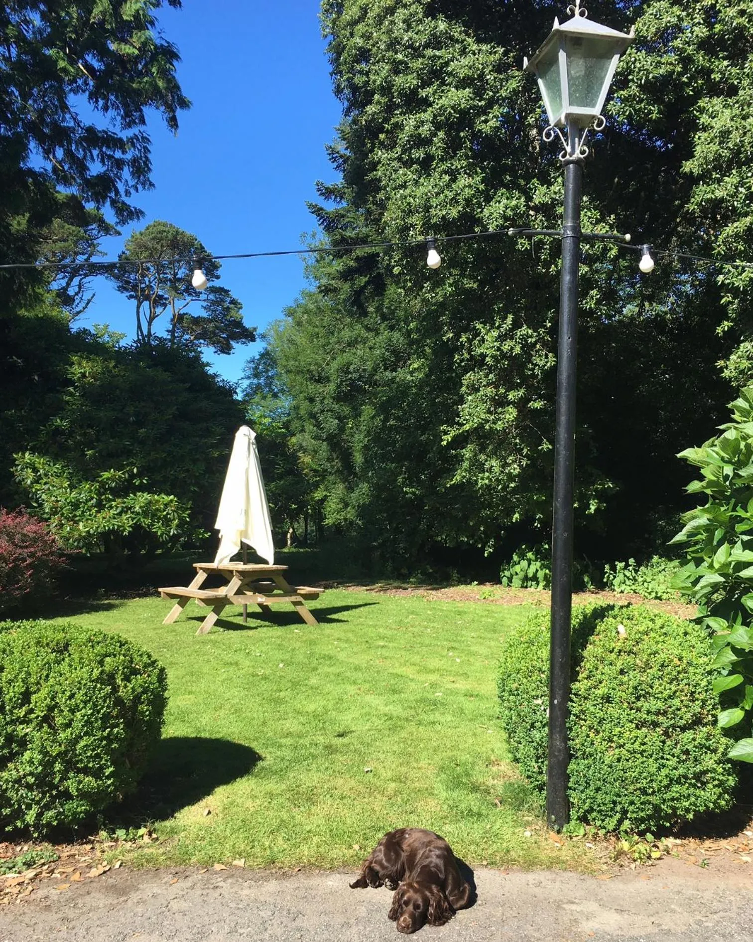 Garden in Penmorvah Manor Hotel