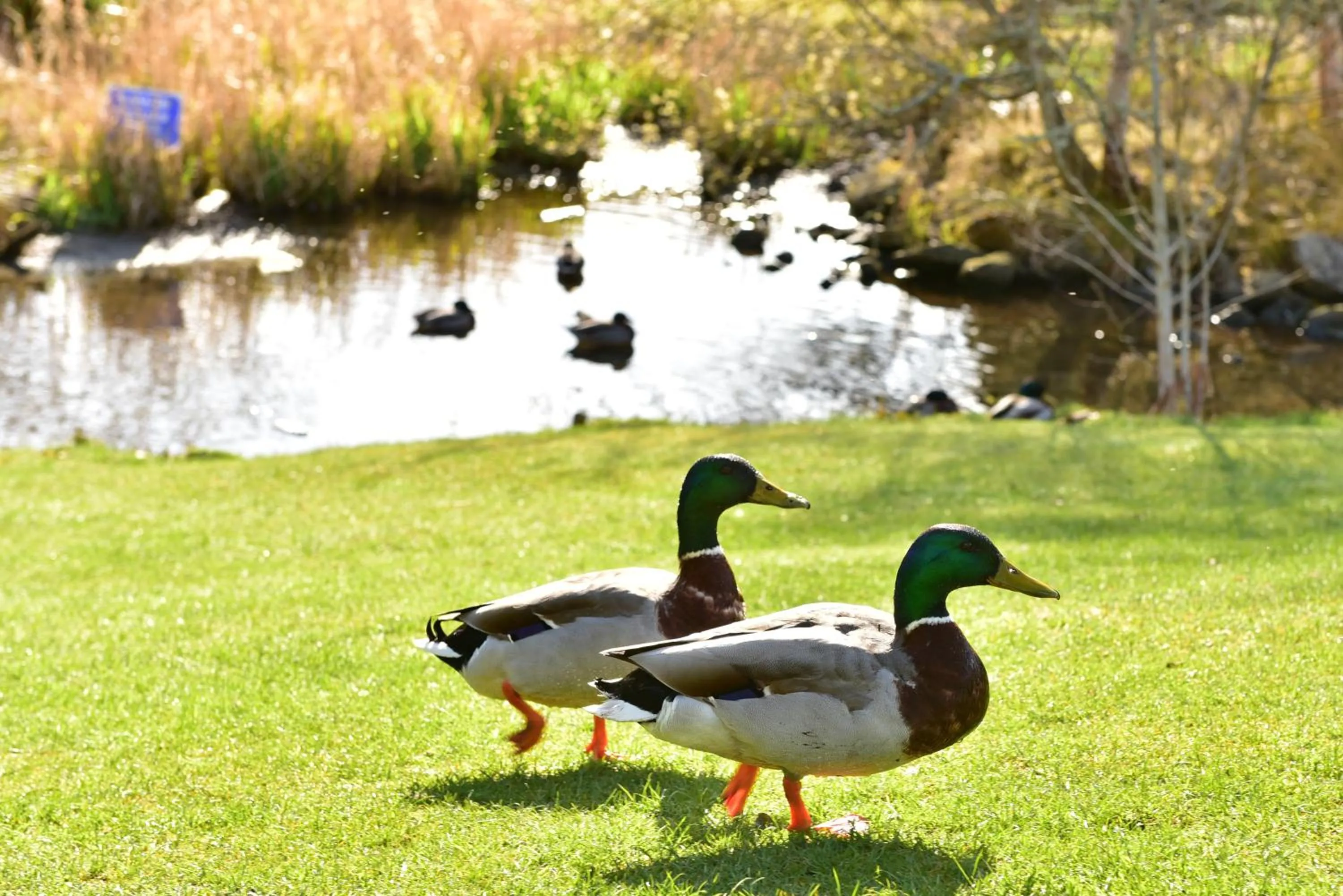 Natural landscape in Moness Resort