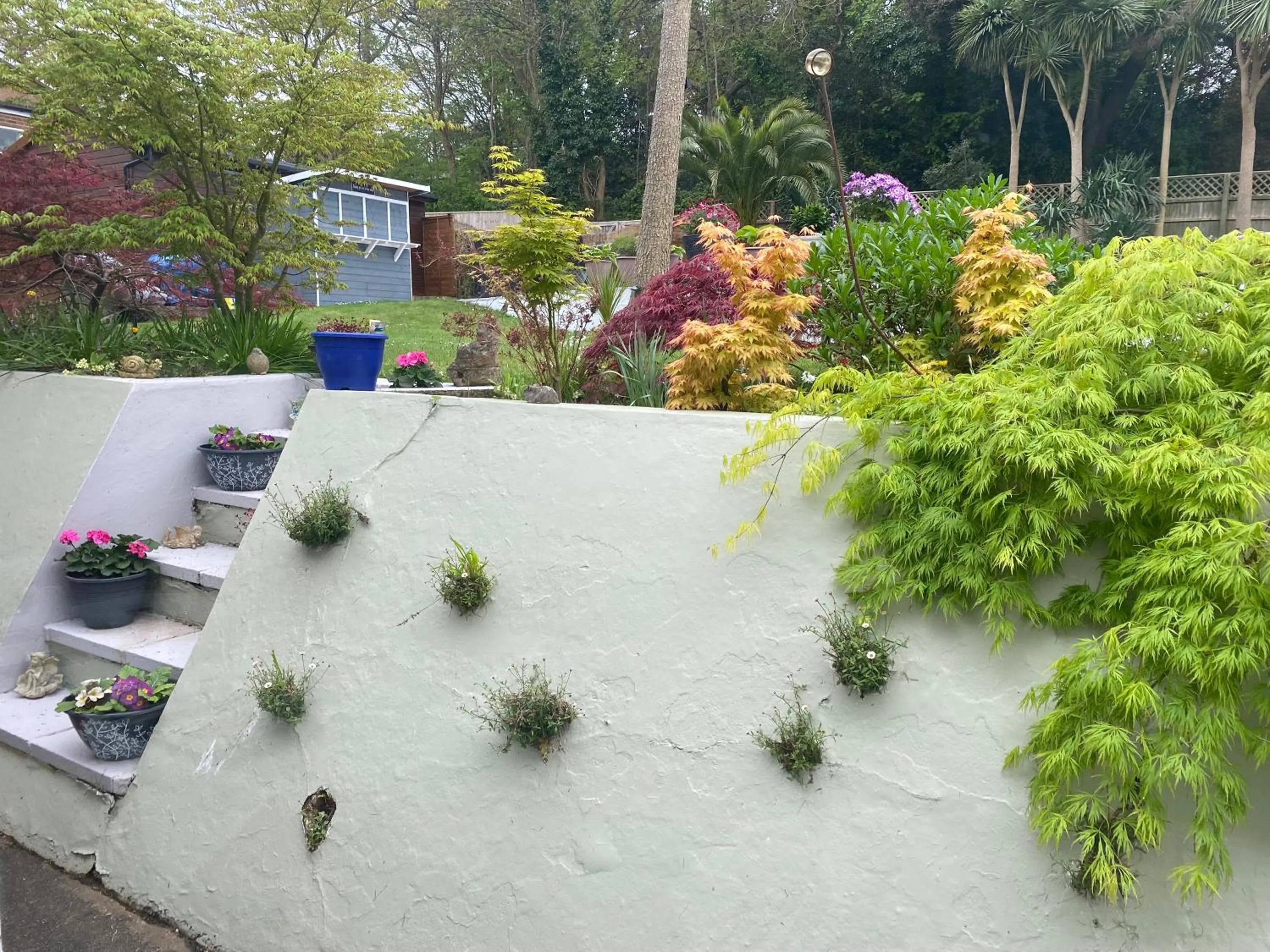 Garden in The Belmont