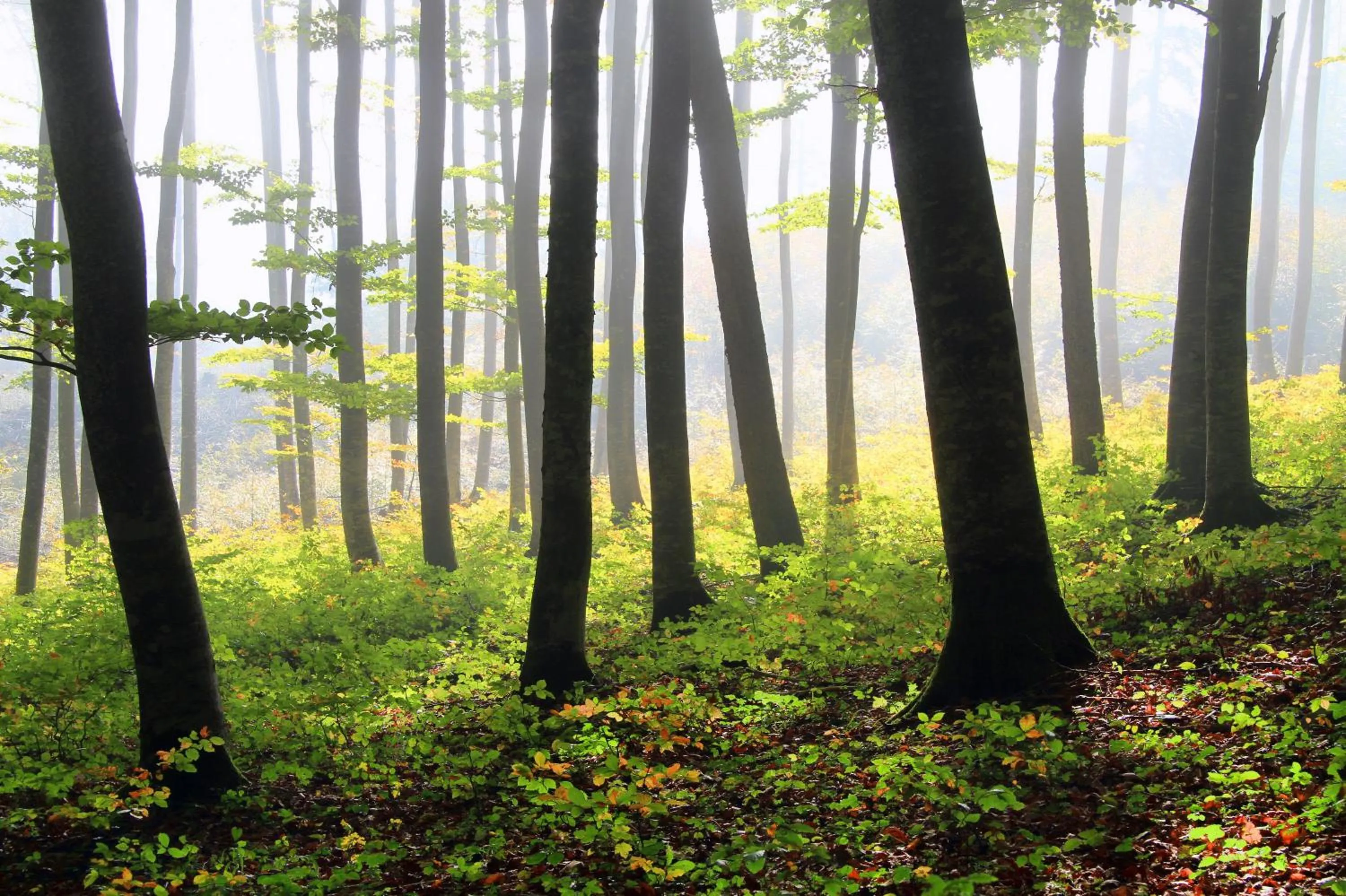 Natural landscape in Hotel Kovac