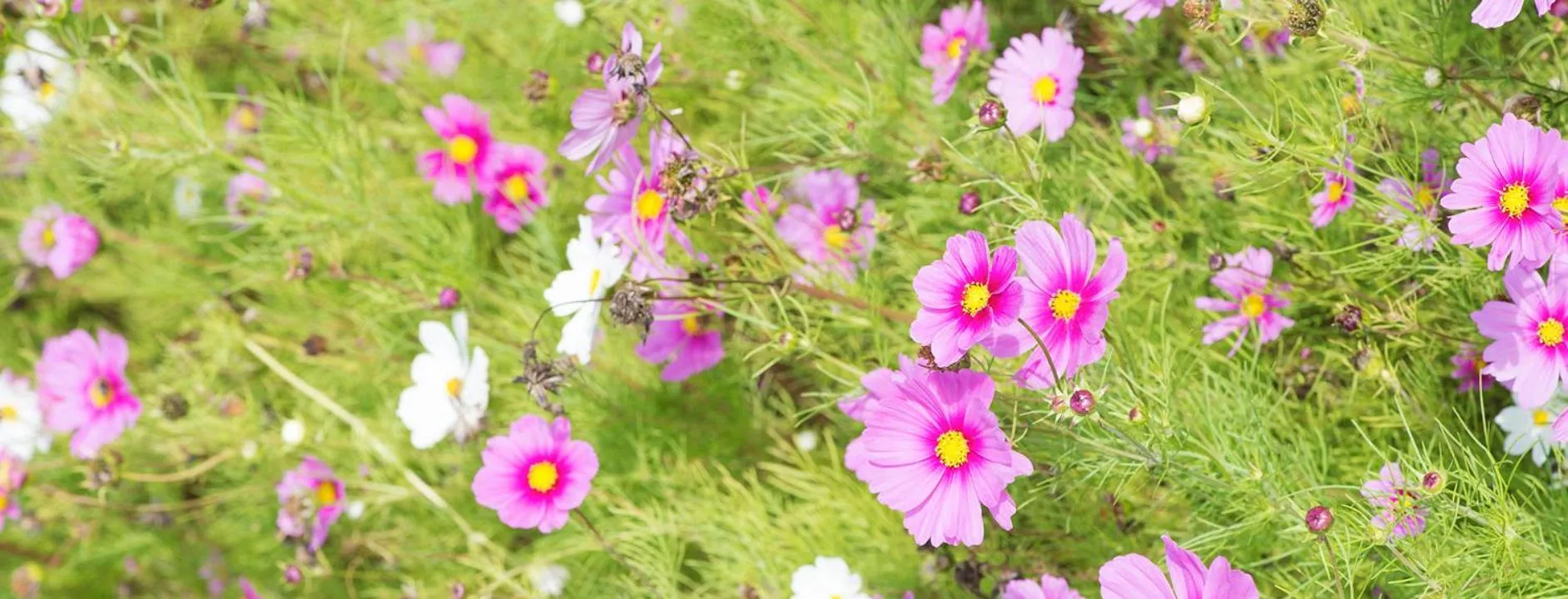 Property building in Newtown House Hotel