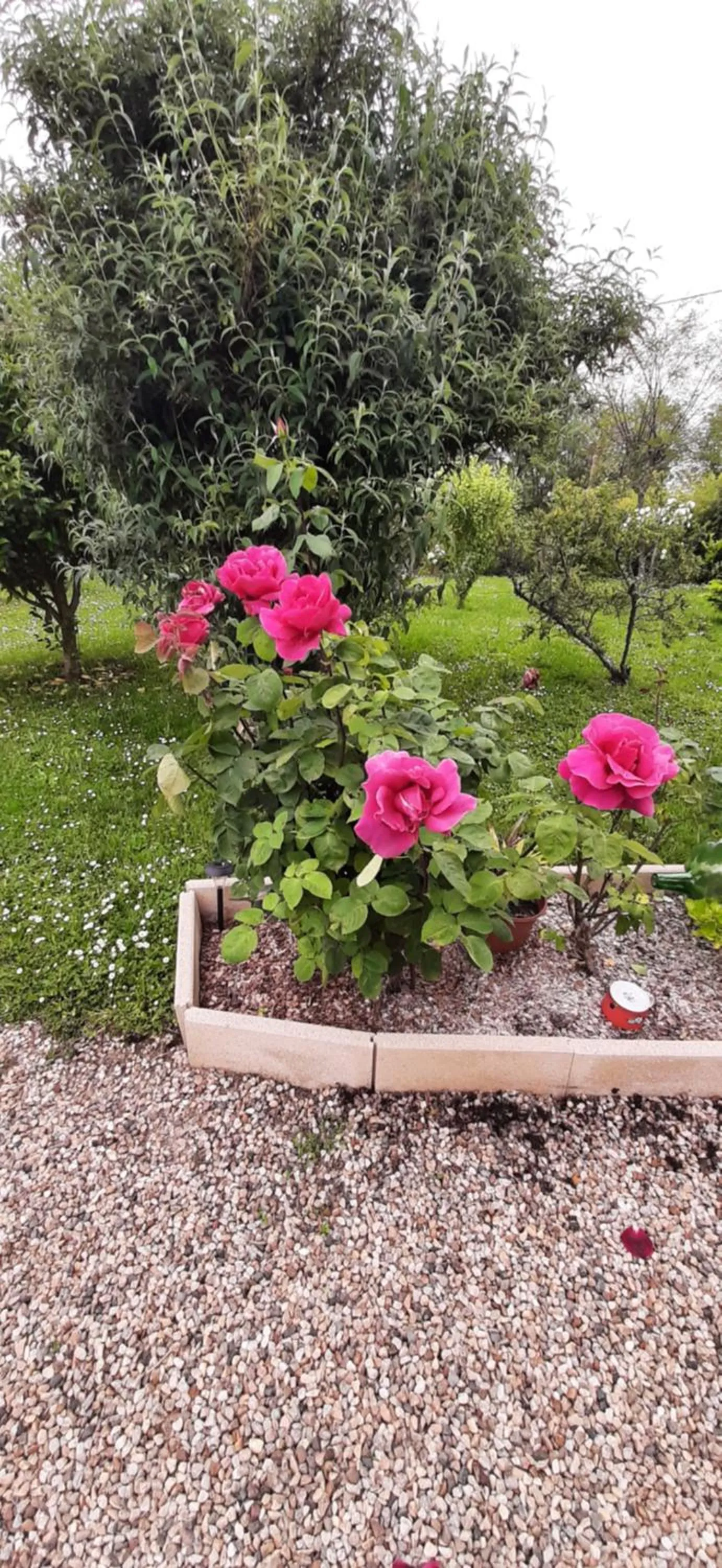 Garden in La Mirabelle