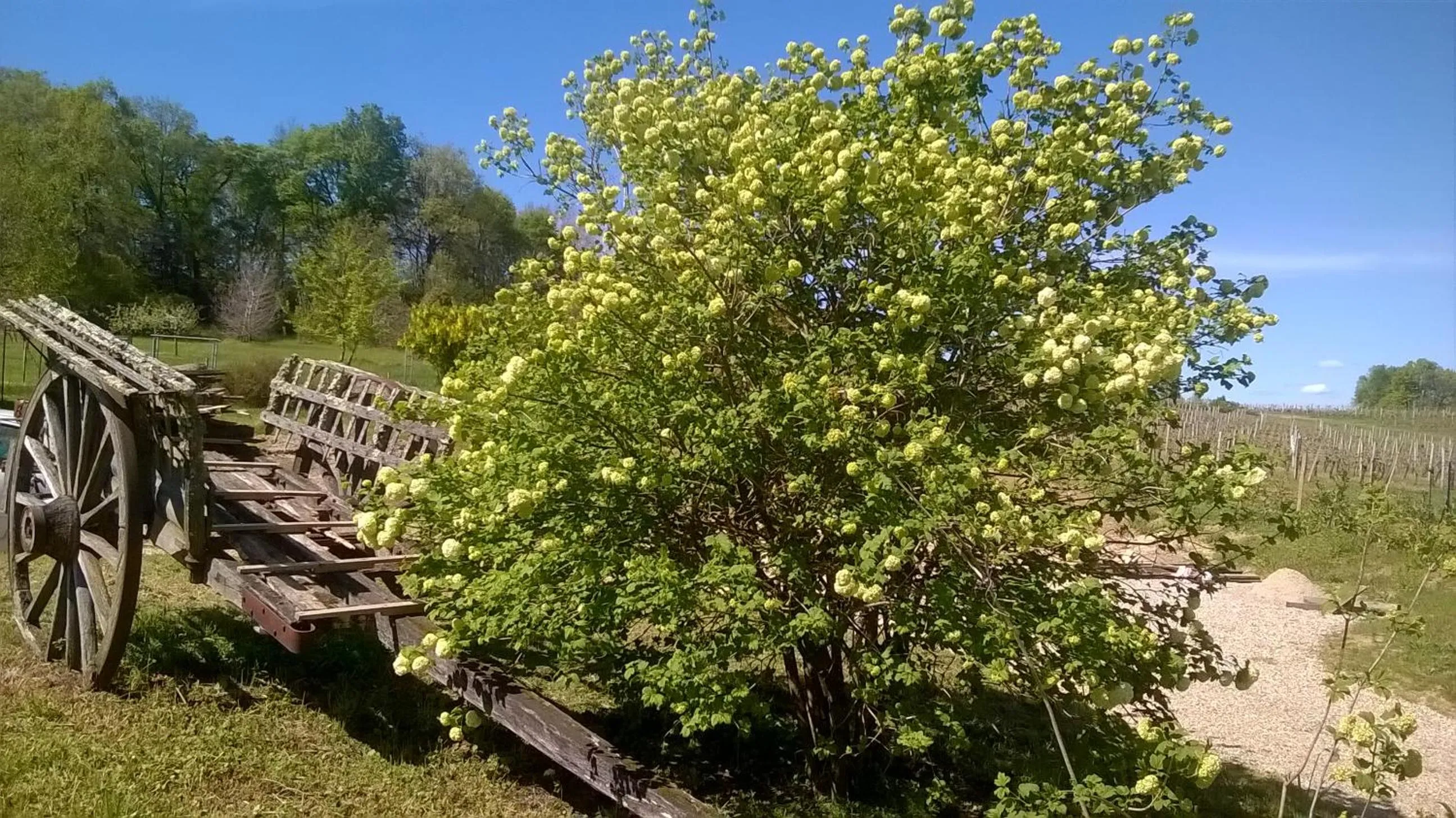 Garden in La Mirabelle