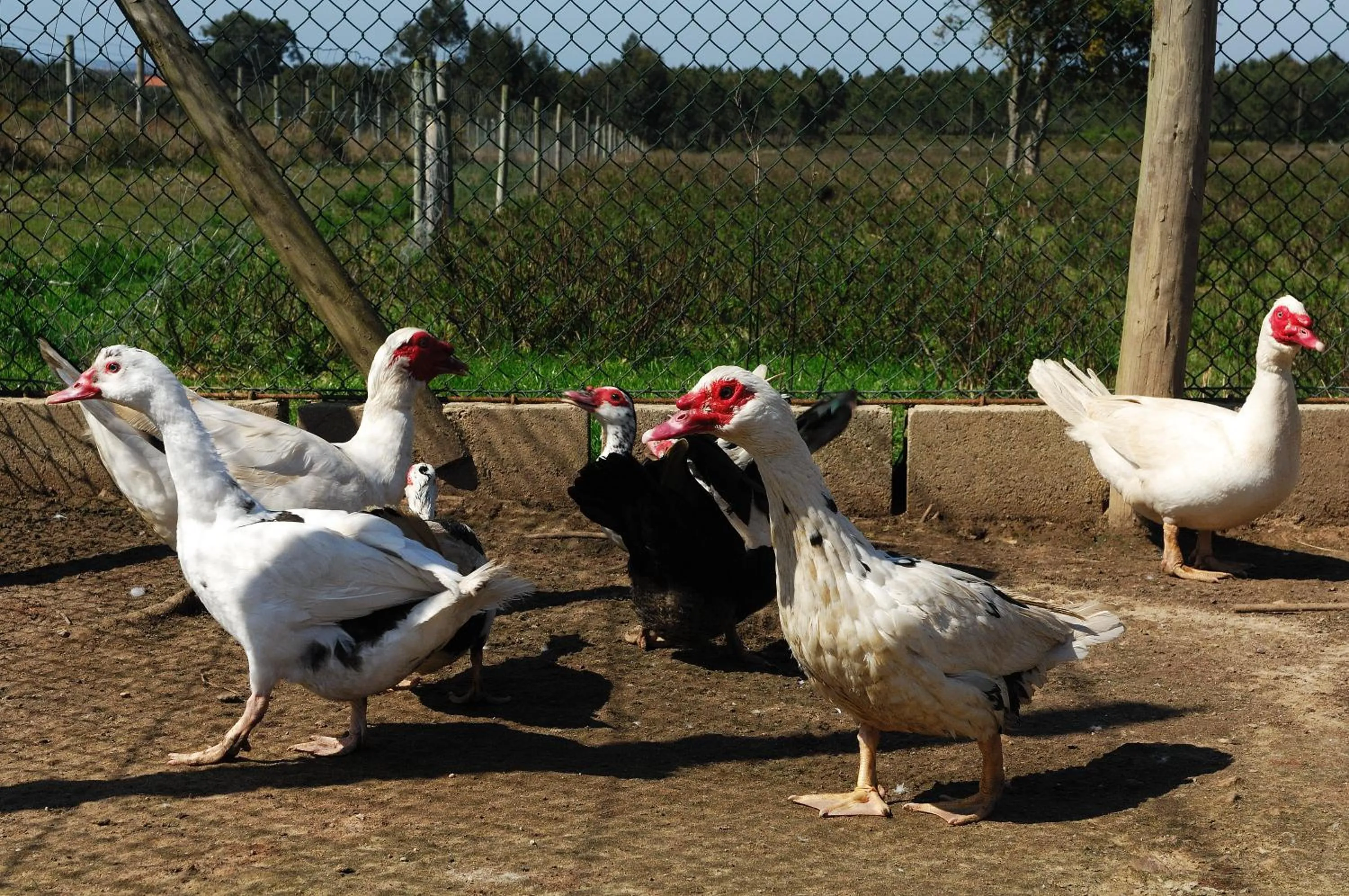 Other in Monte Da Galrixa