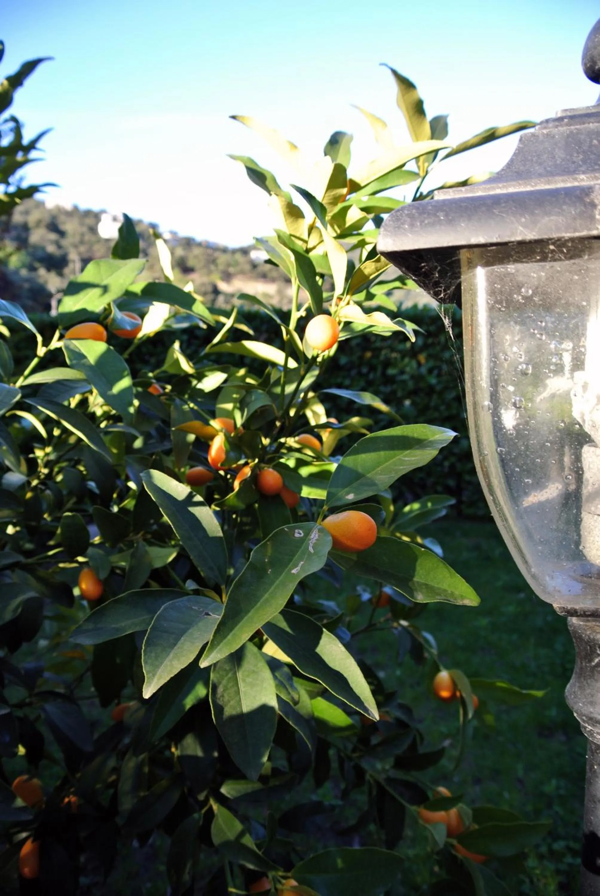 Garden in Le Relais Des Chartreuses